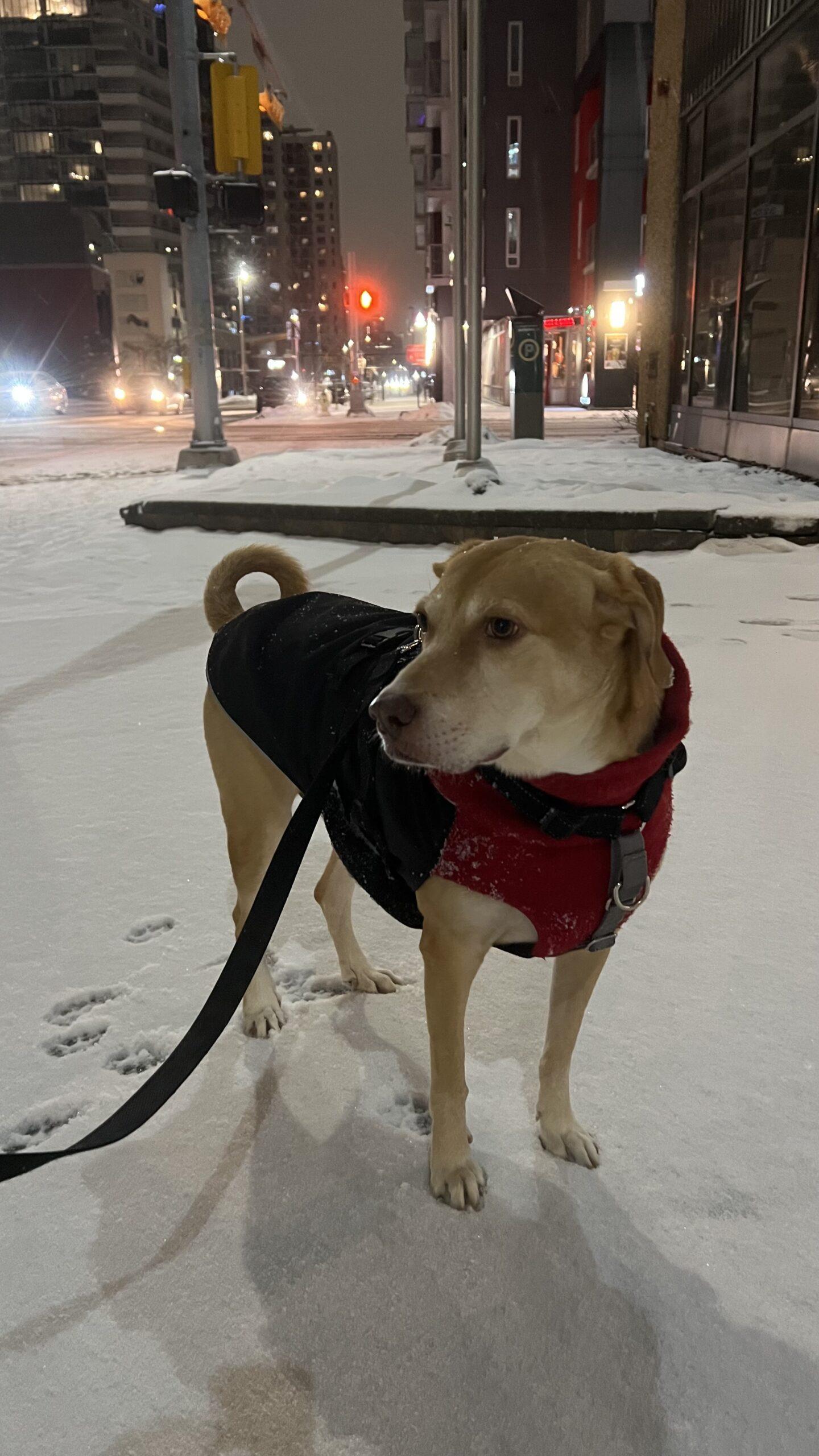 Enlarge Dumpling, a ADOPTABLE mixed breed in Calgary, AB image 3/4