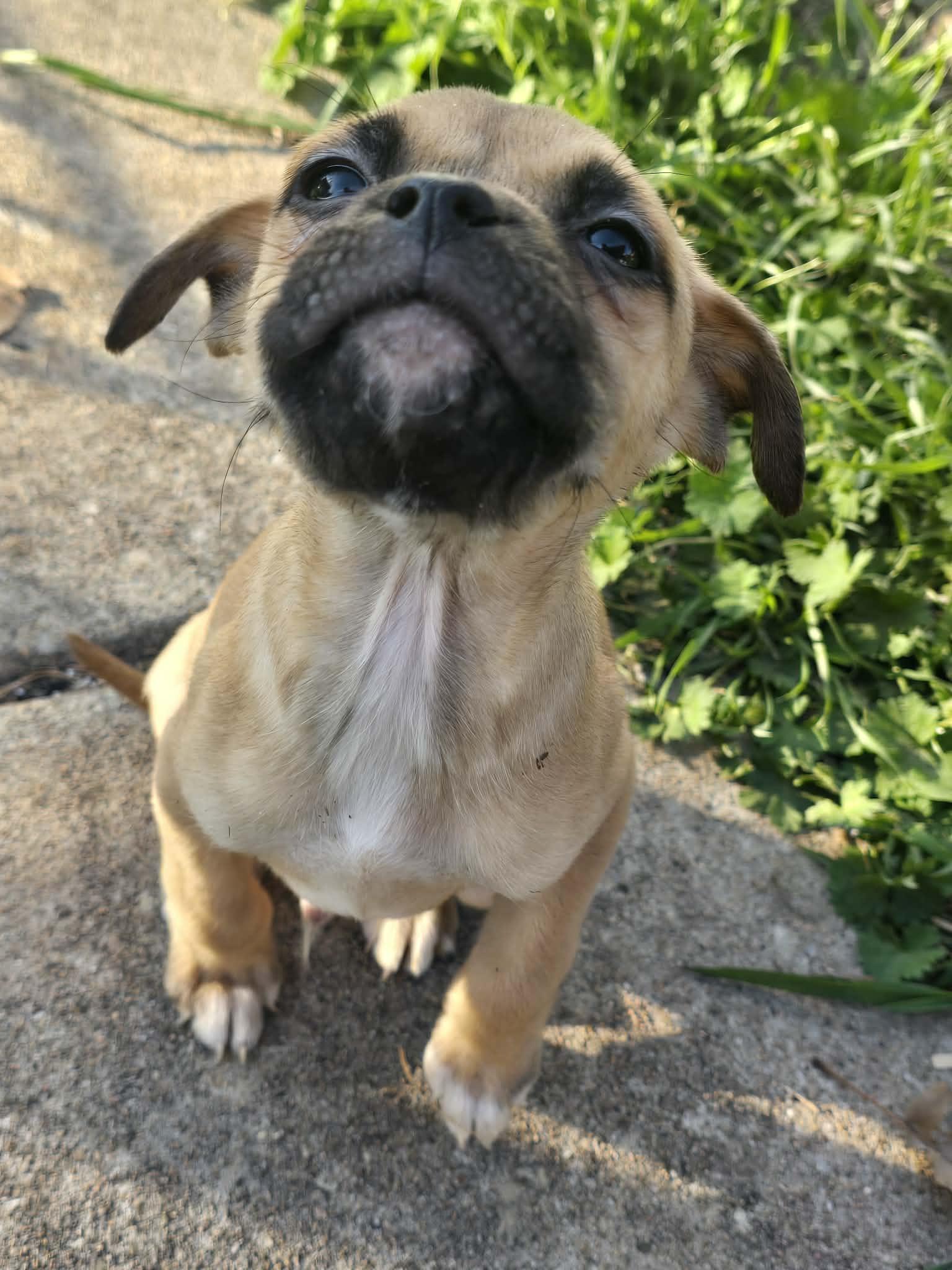 Thor, ADOPTABLE, Young Male Black Mouth Cur.