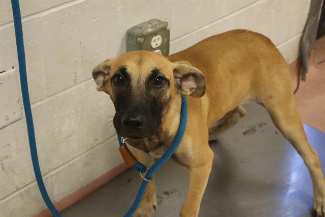 Enlarge COOKIE, a Adoptable Mixed Breed in Columbia, SC image 1/1