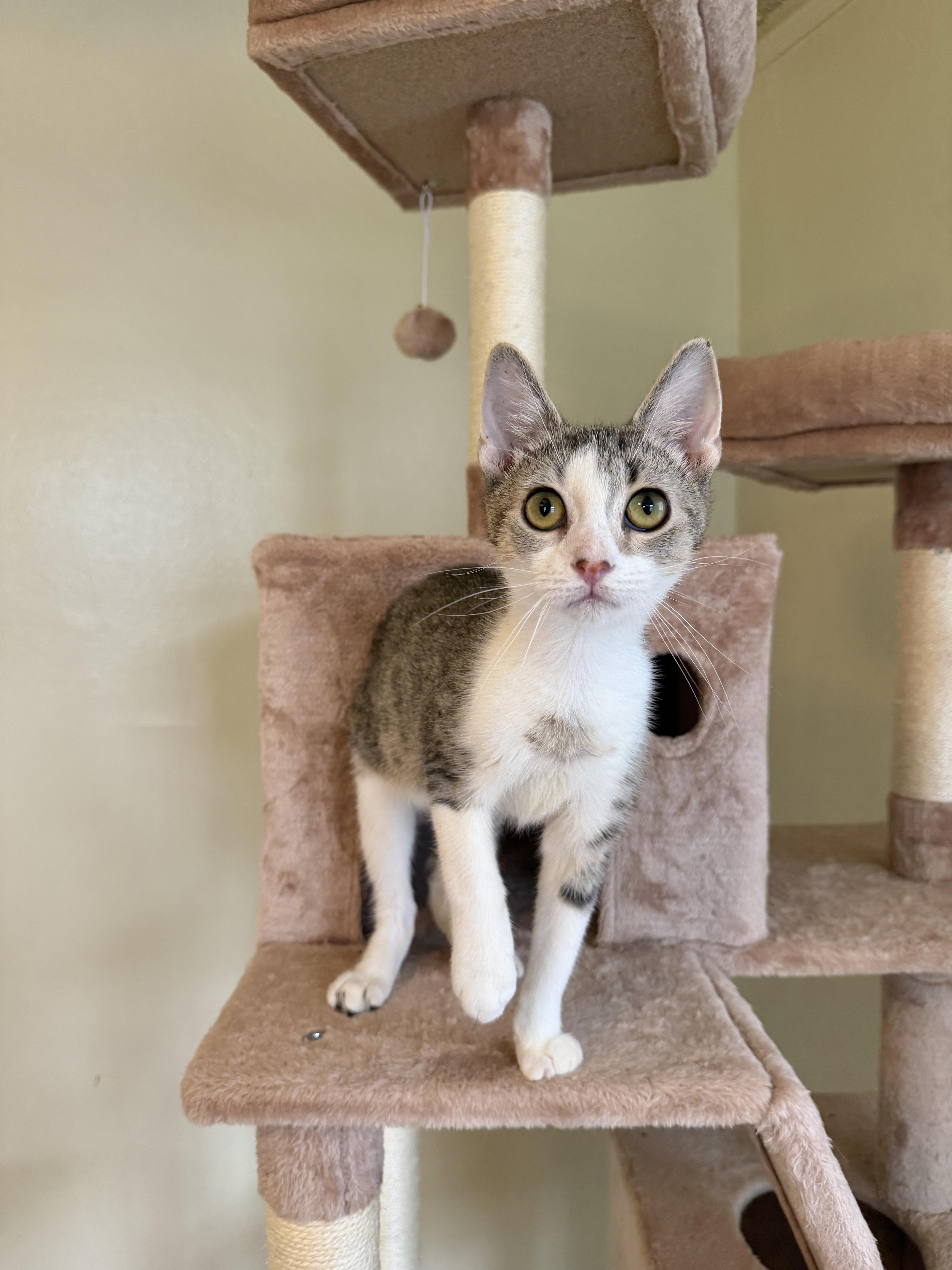 STEVIE, ADOPTABLE, Kitten Male Tabby.
