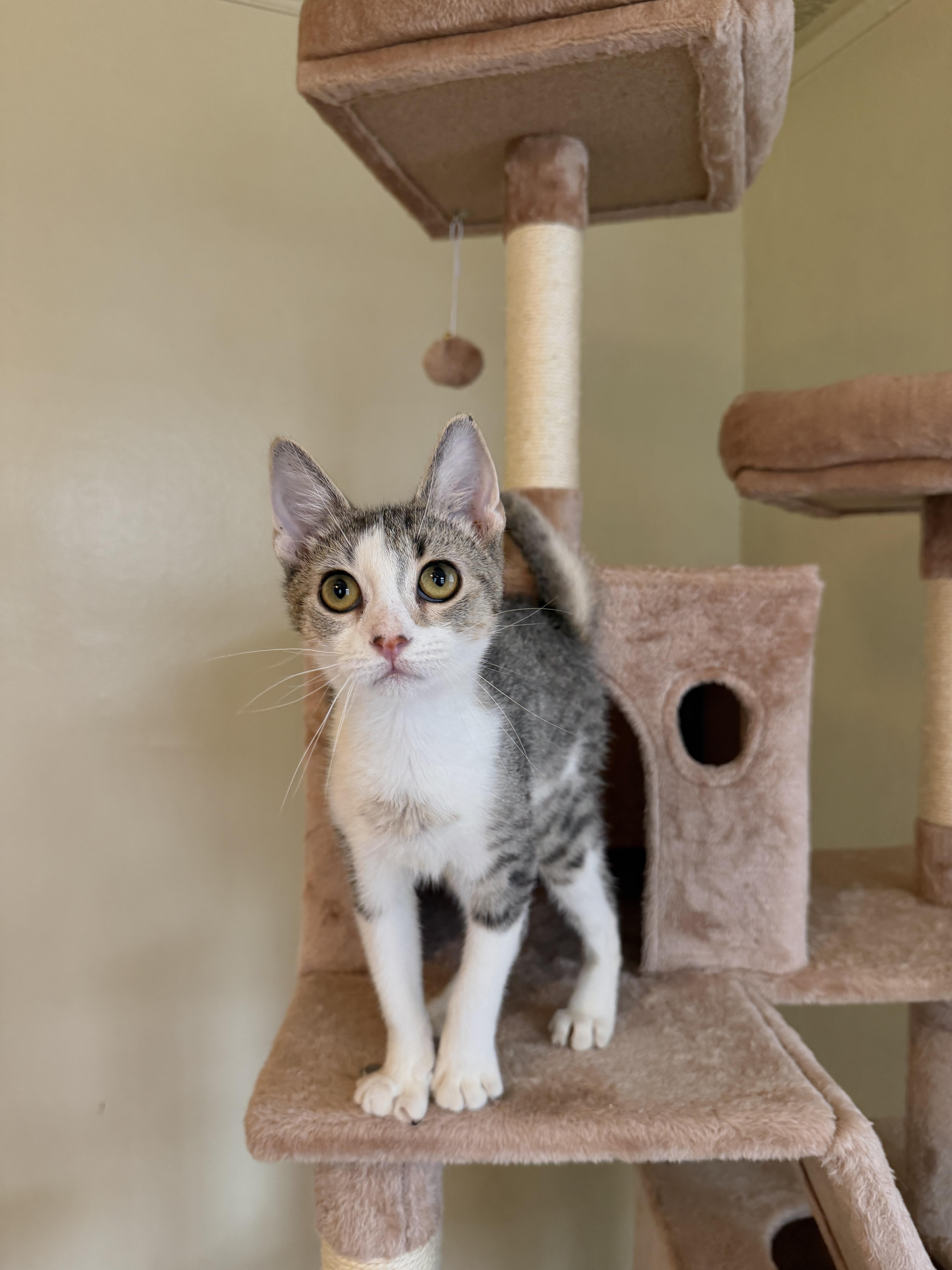 STEVIE, a ADOPTABLE Tabby in New York, NY image 2/3