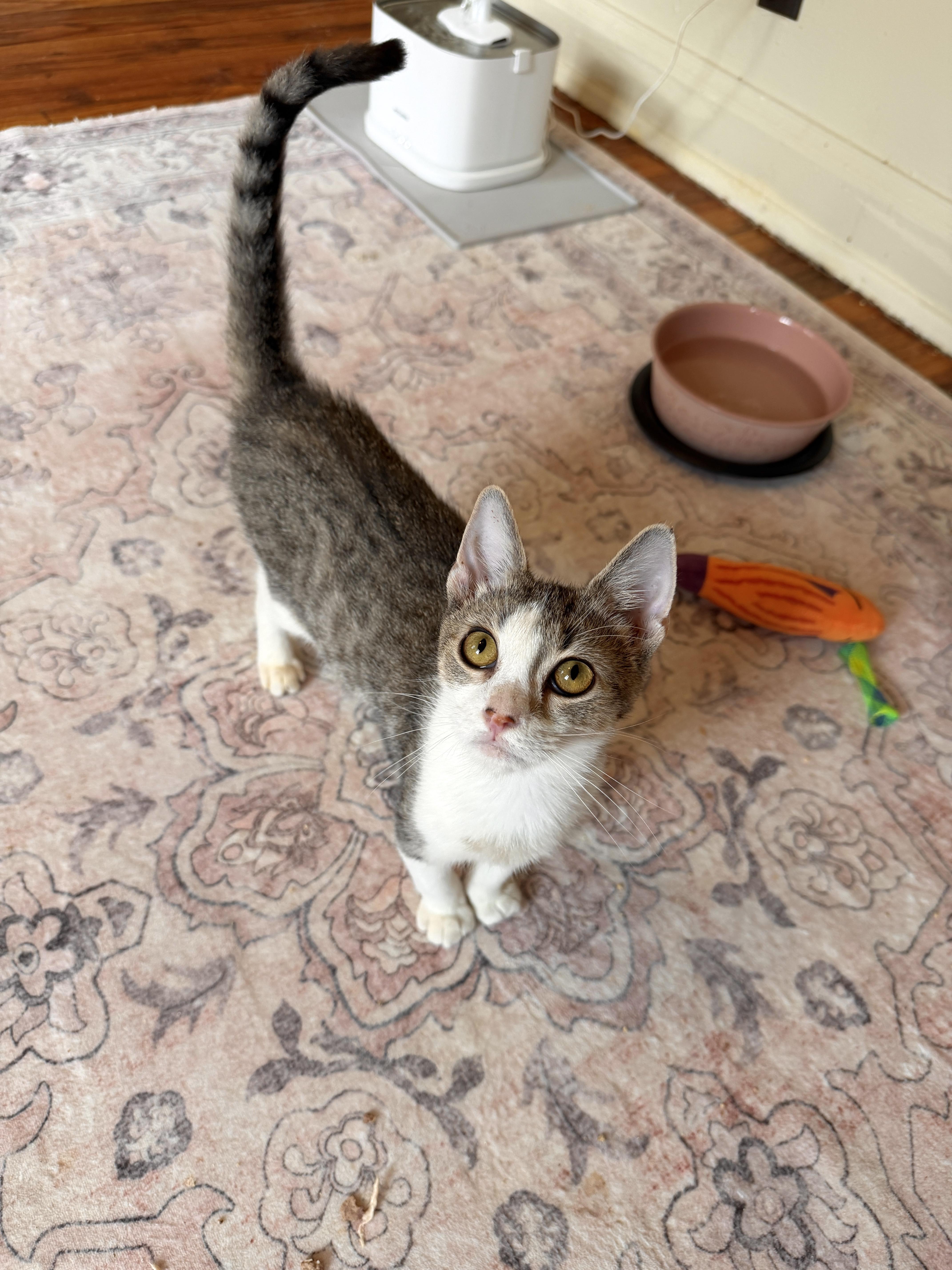 STEVIE, a ADOPTABLE Tabby in New York, NY image 3/3