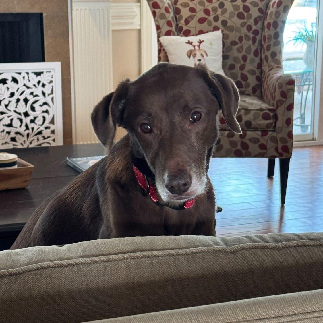 Enlarge Lady Lab, a Adoptable Chocolate Labrador Retriever in Kalamazoo , MI image 5/6