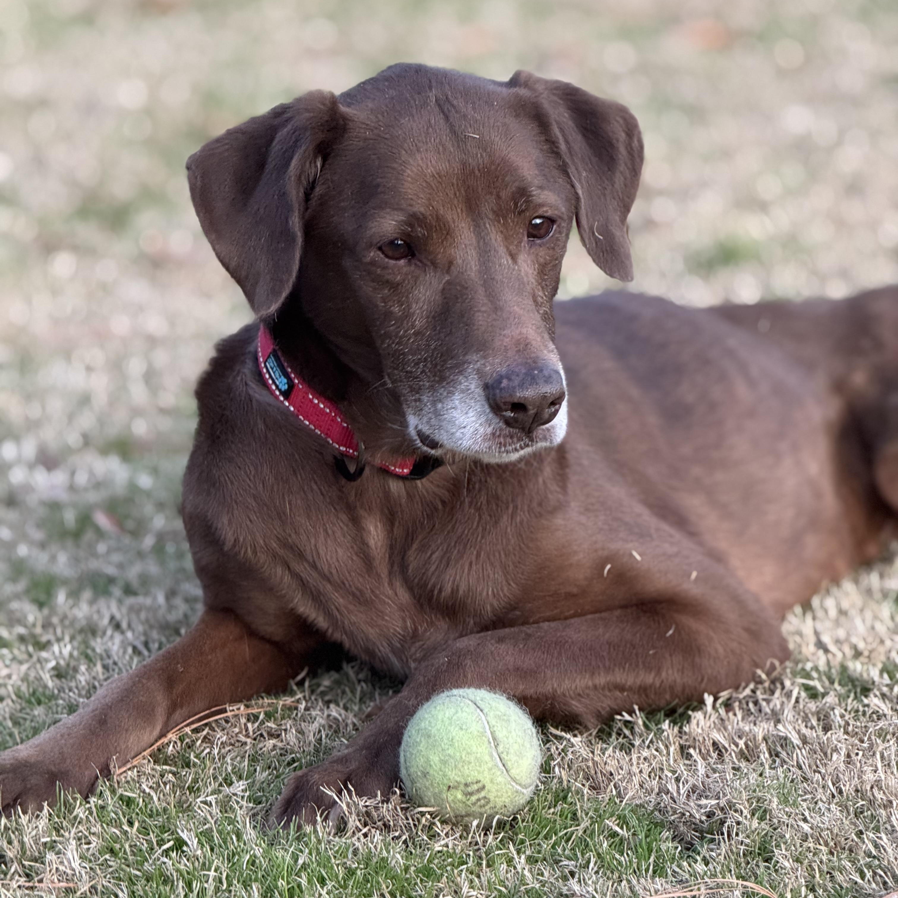 Lady Lab, Adoptable, Adult Female Chocolate Labrador Retriever.