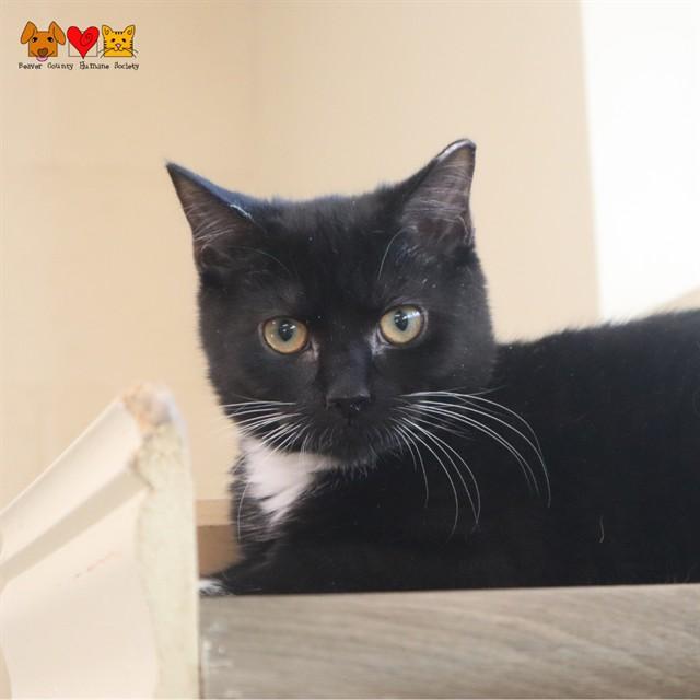 ORIOLE, Adoptable, Kitten Female Domestic Short Hair.