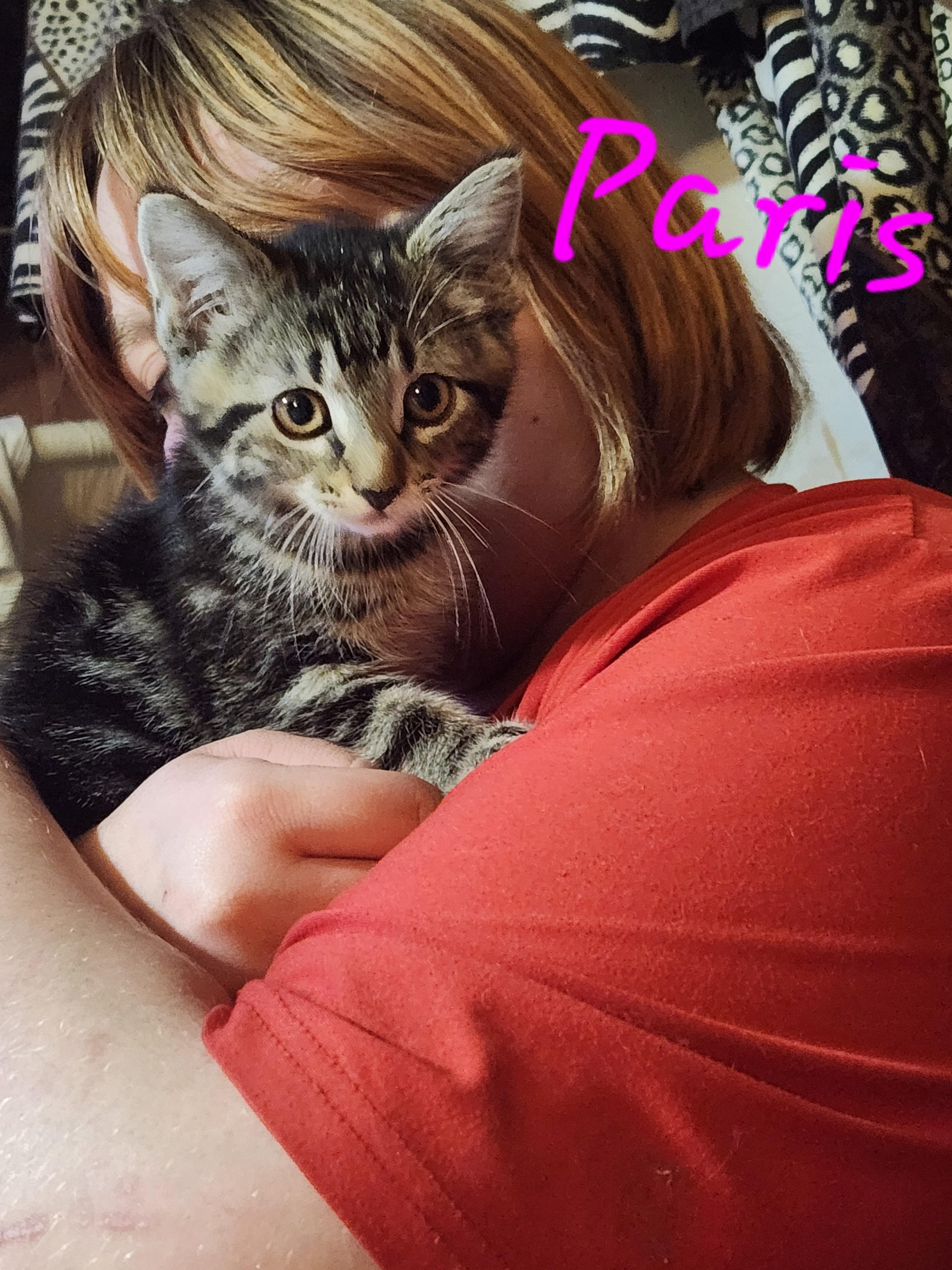 Enlarge Paris, an adopted Domestic Short Hair in Mount Pleasant, TX image 1/2