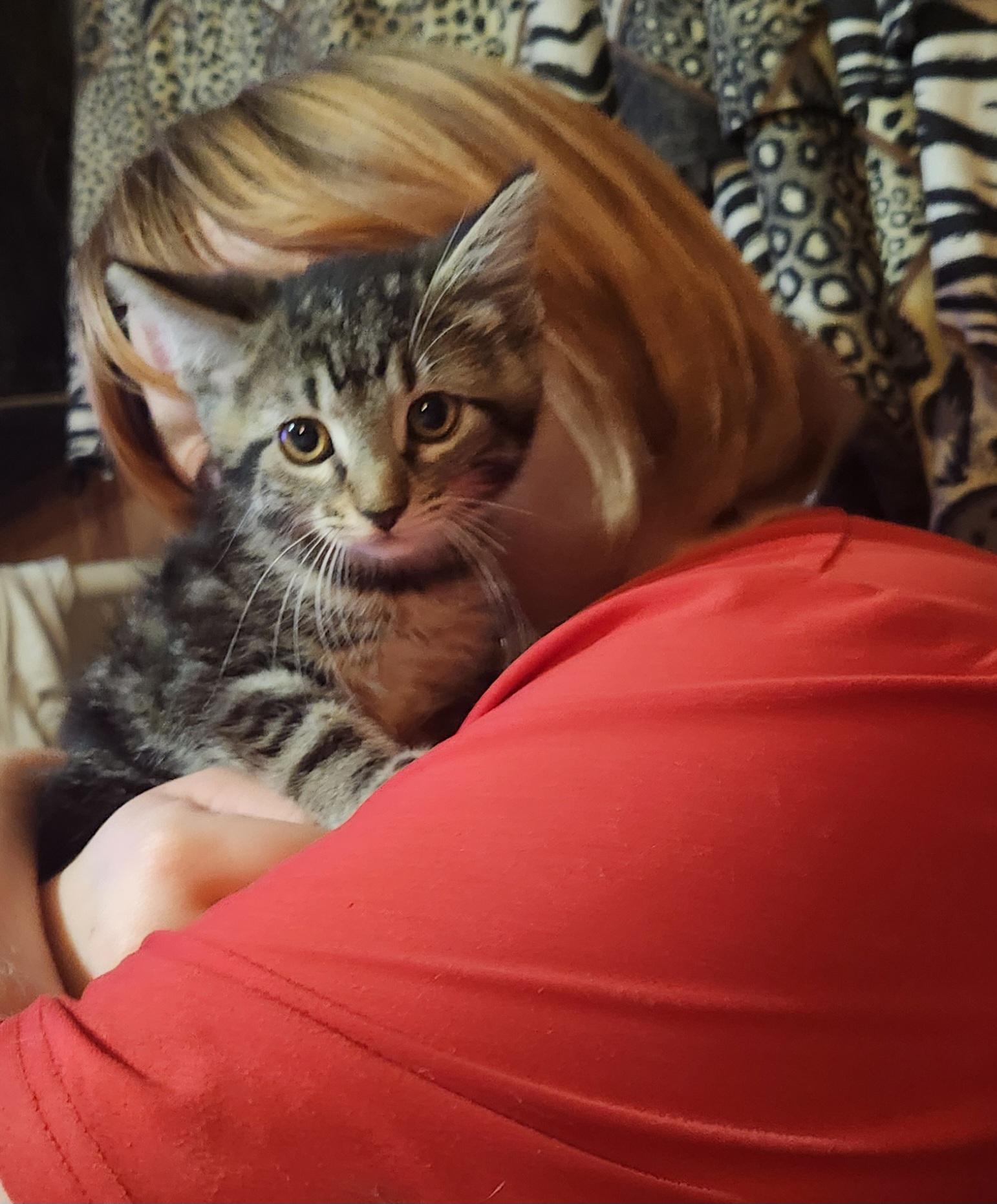 Enlarge Paris, an adopted Domestic Short Hair in Mount Pleasant, TX image 2/2