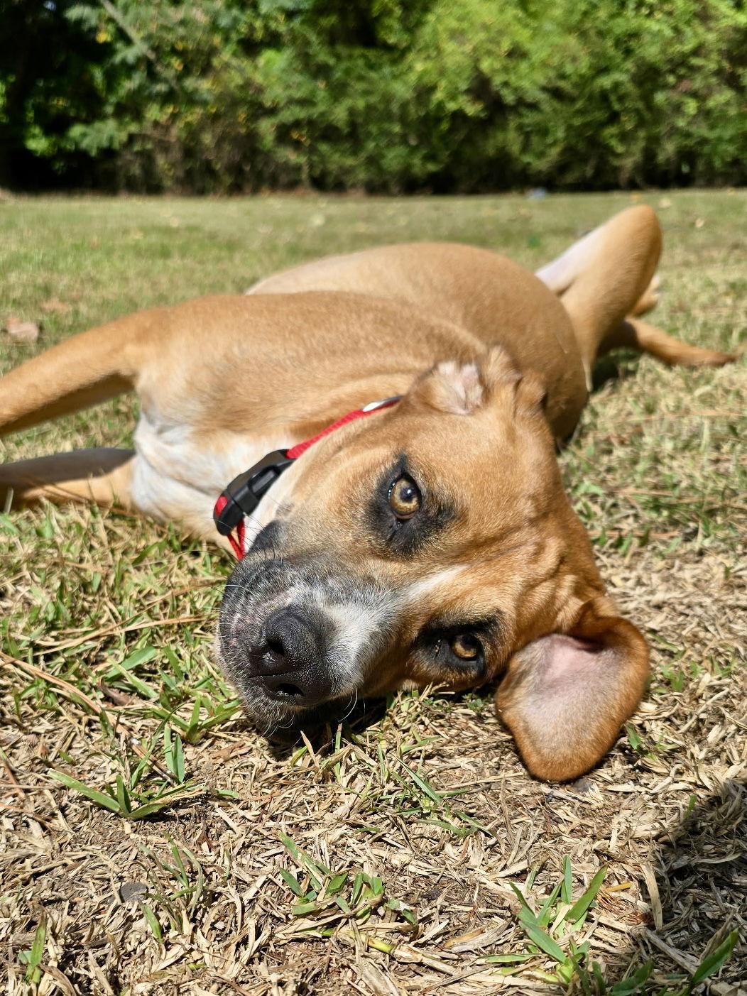 Memo, Adoptable, Young Male Hound & Foxhound.