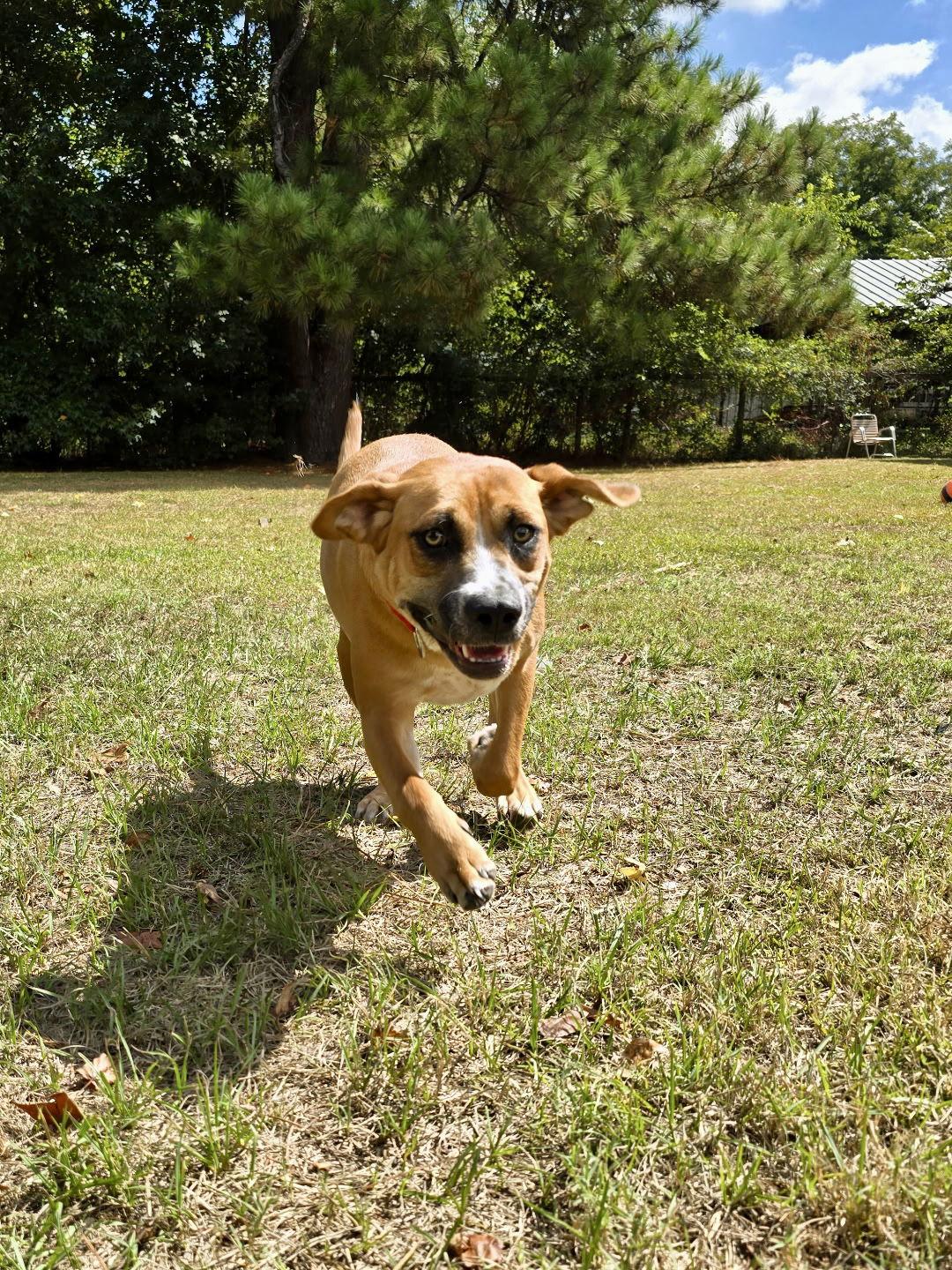 Memo, a Adoptable mixed breed in Texarkana, TX image 3/3