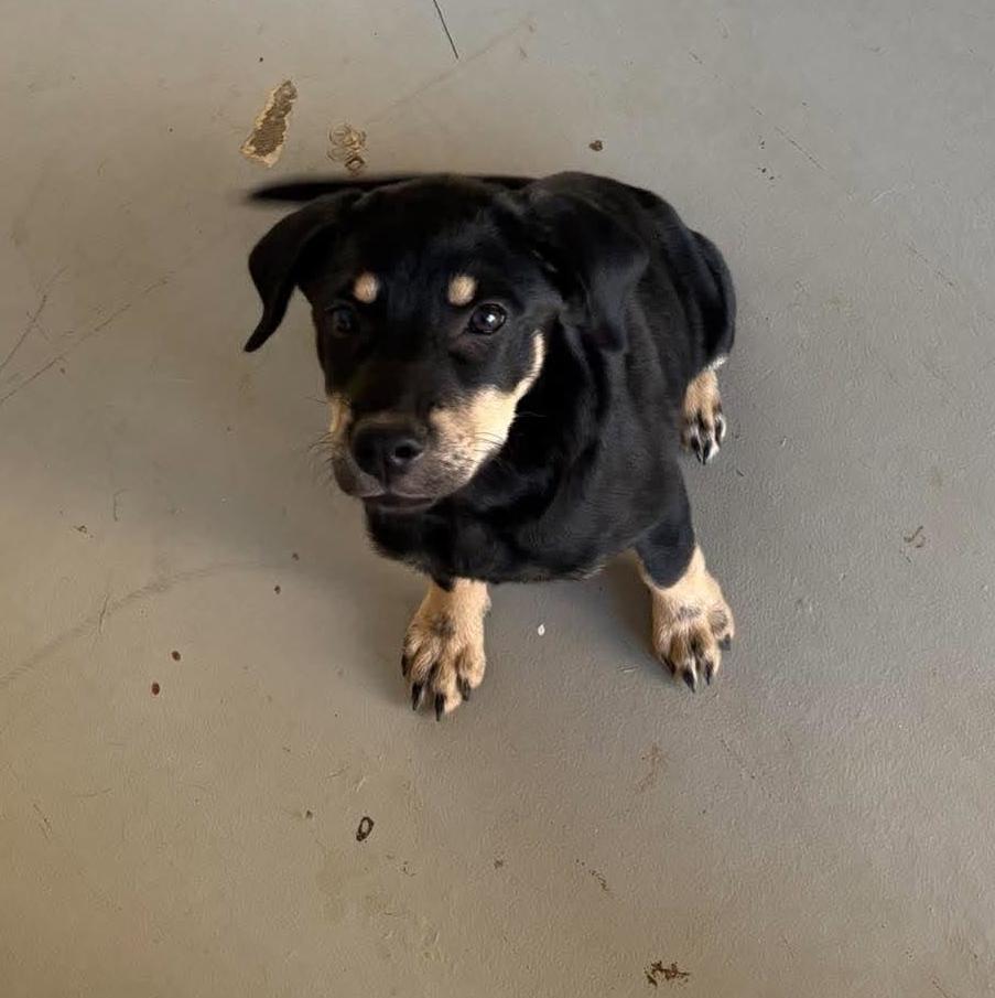 Sophia, Adoptable, Puppy Female Black and Tan Coonhound & Labrador Retriever.