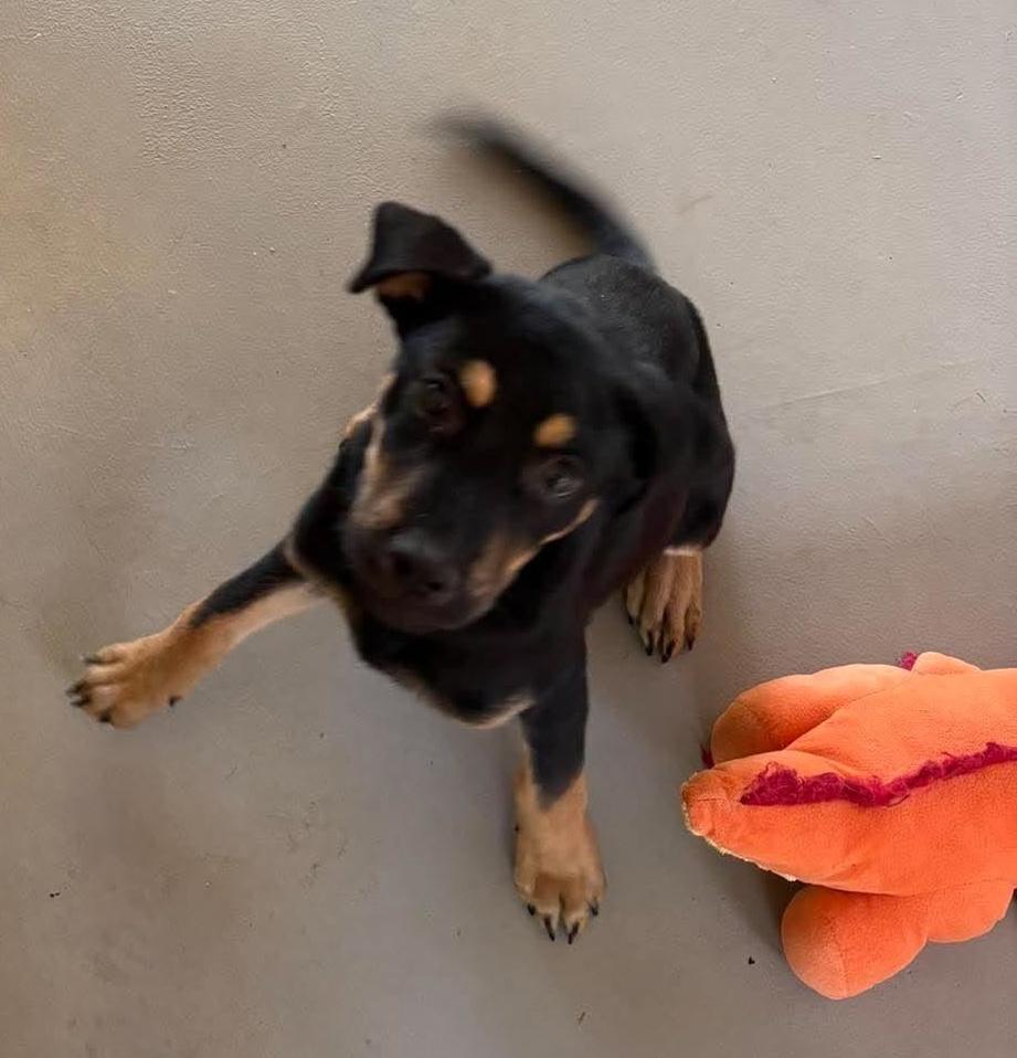 Sophia, Adoptable, Puppy Female Black and Tan Coonhound & Labrador Retriever.