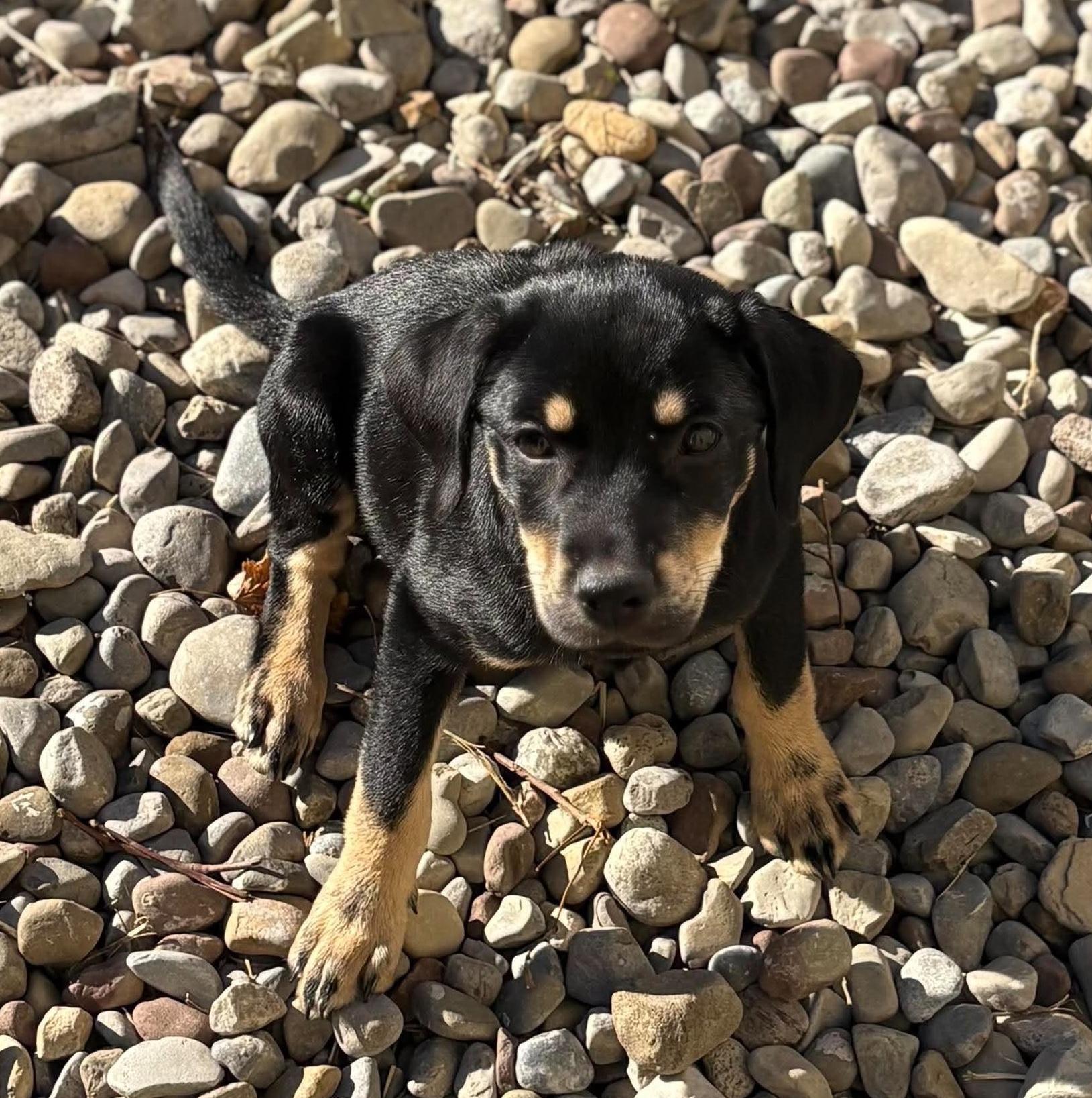 Enlarge Sophia, a Adoptable mixed breed in Rochester, NY image 3/6