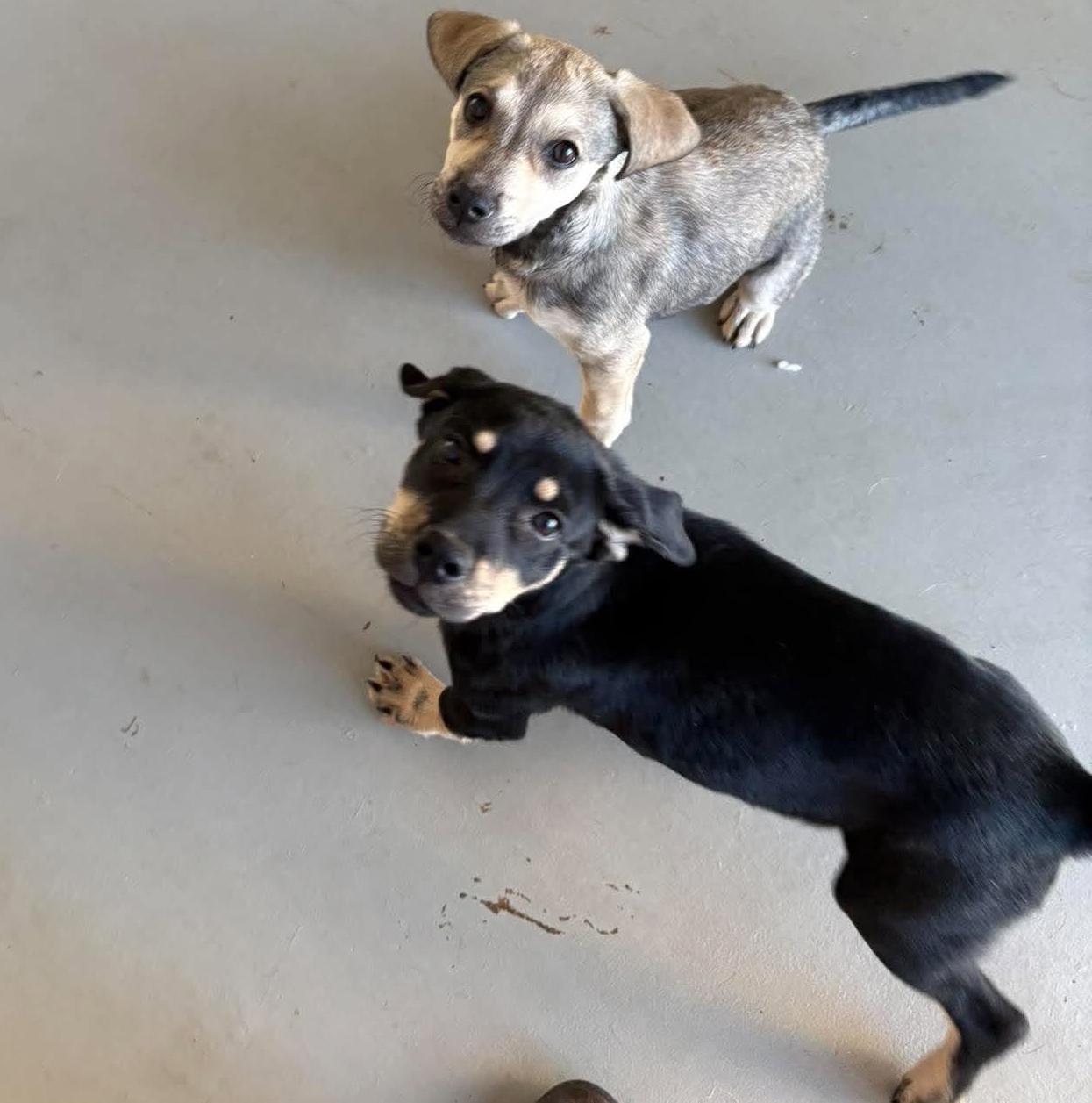 Enlarge Sophia, a Adoptable mixed breed in Rochester, NY image 4/6