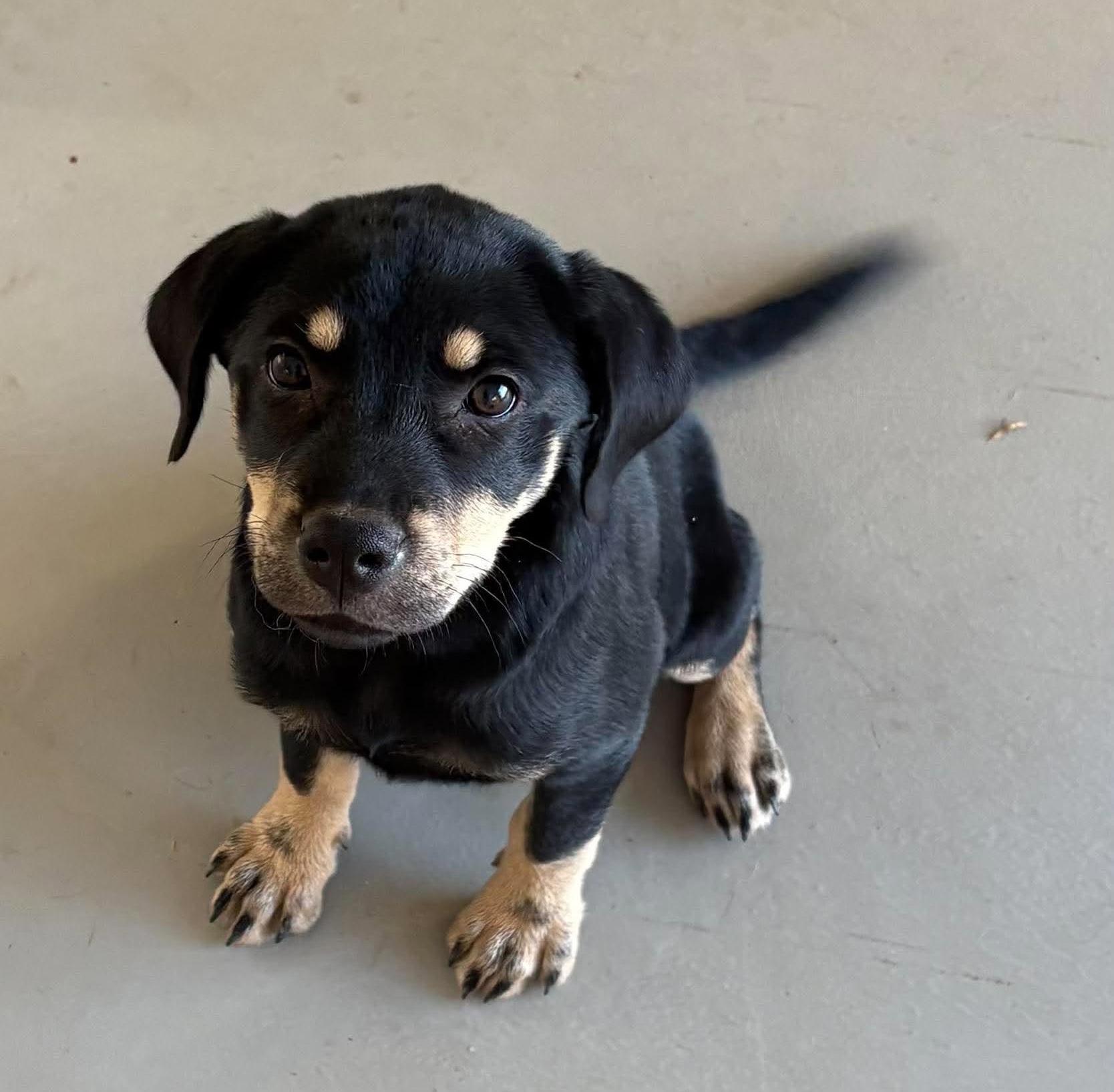 Enlarge Sophia, a Adoptable mixed breed in Rochester, NY image 5/6