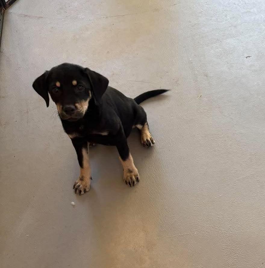 Enlarge Sophia, a Adoptable mixed breed in Rochester, NY image 6/6