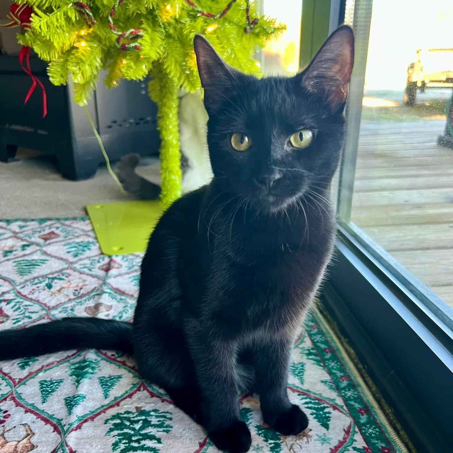 Enlarge Toblerone, an adoptable Domestic Short Hair in Lacona, NY image 3/6