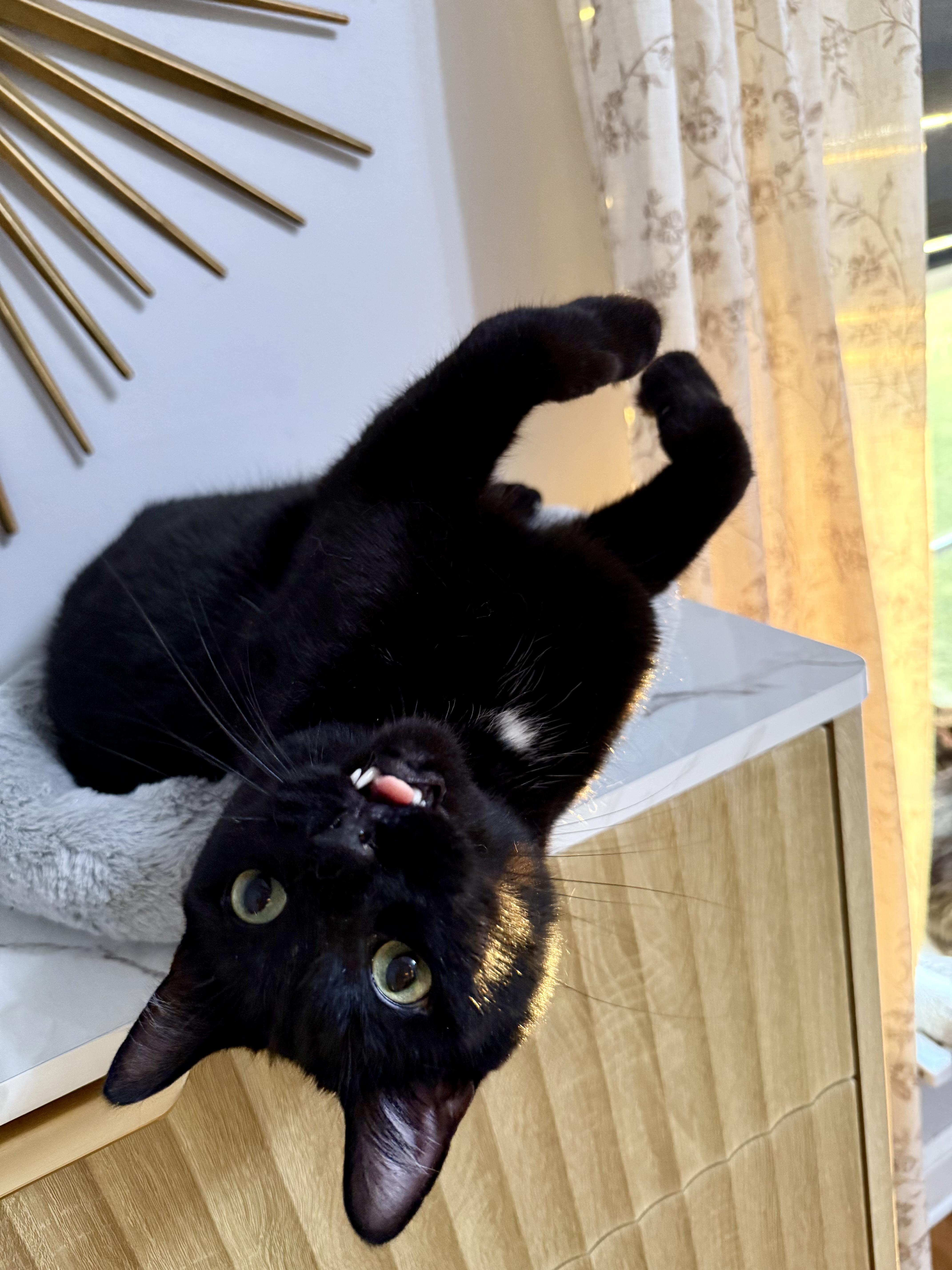 Enlarge Toblerone, an adoptable Domestic Short Hair in Lacona, NY image 6/6