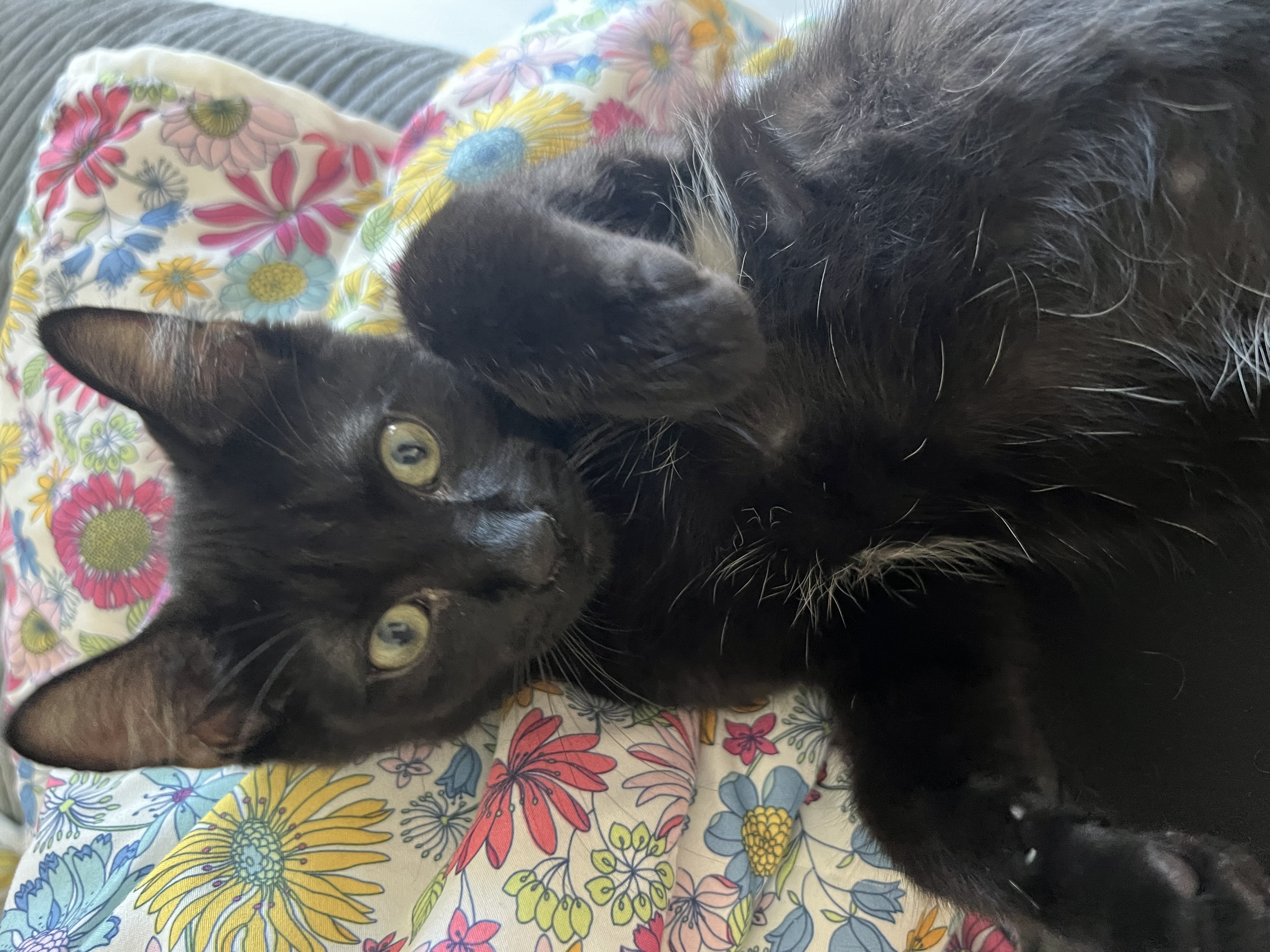 Enlarge Toblerone, an adoptable Domestic Short Hair in Lacona, NY image 6/6