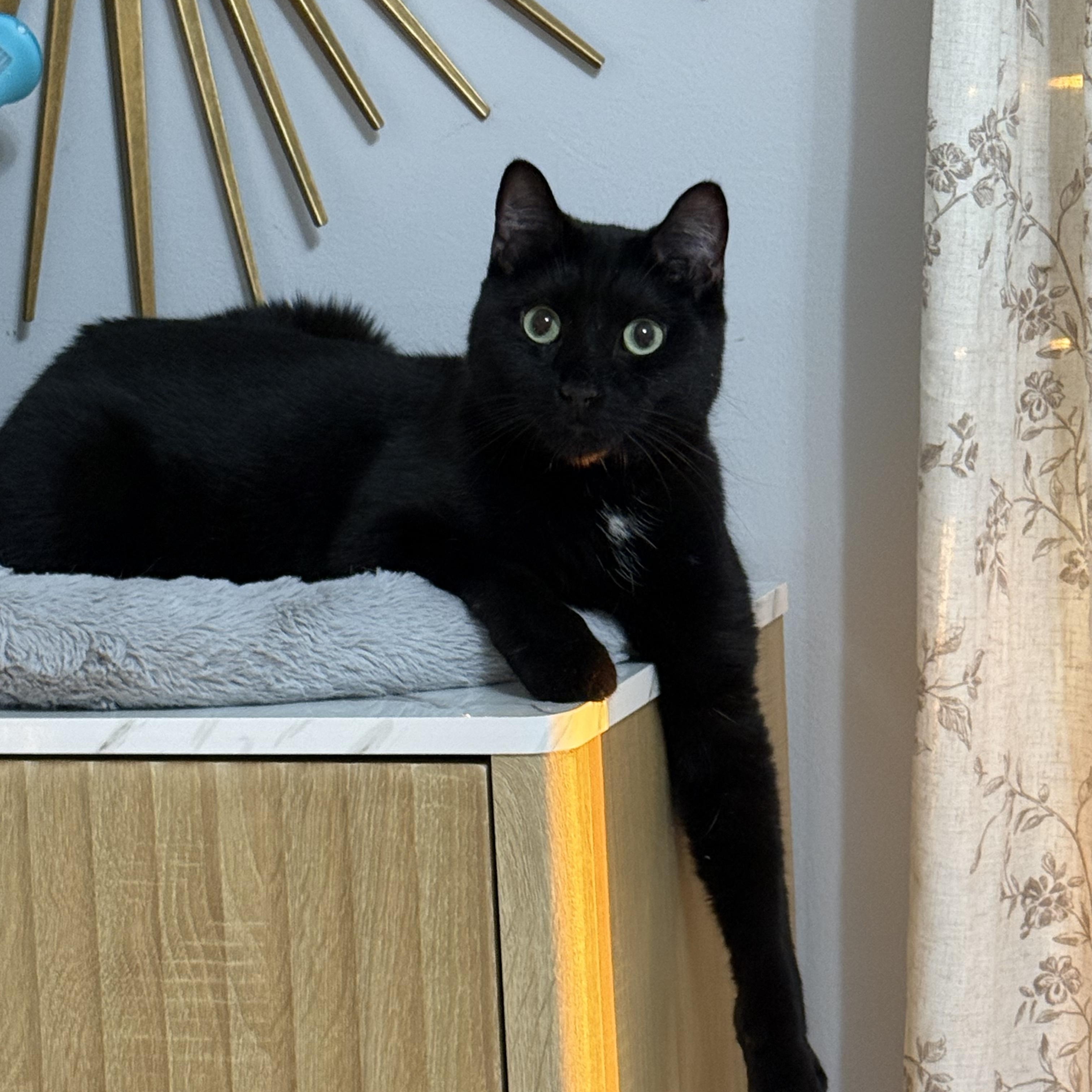 Enlarge Toblerone, an adoptable Domestic Short Hair in Lacona, NY image 1/6