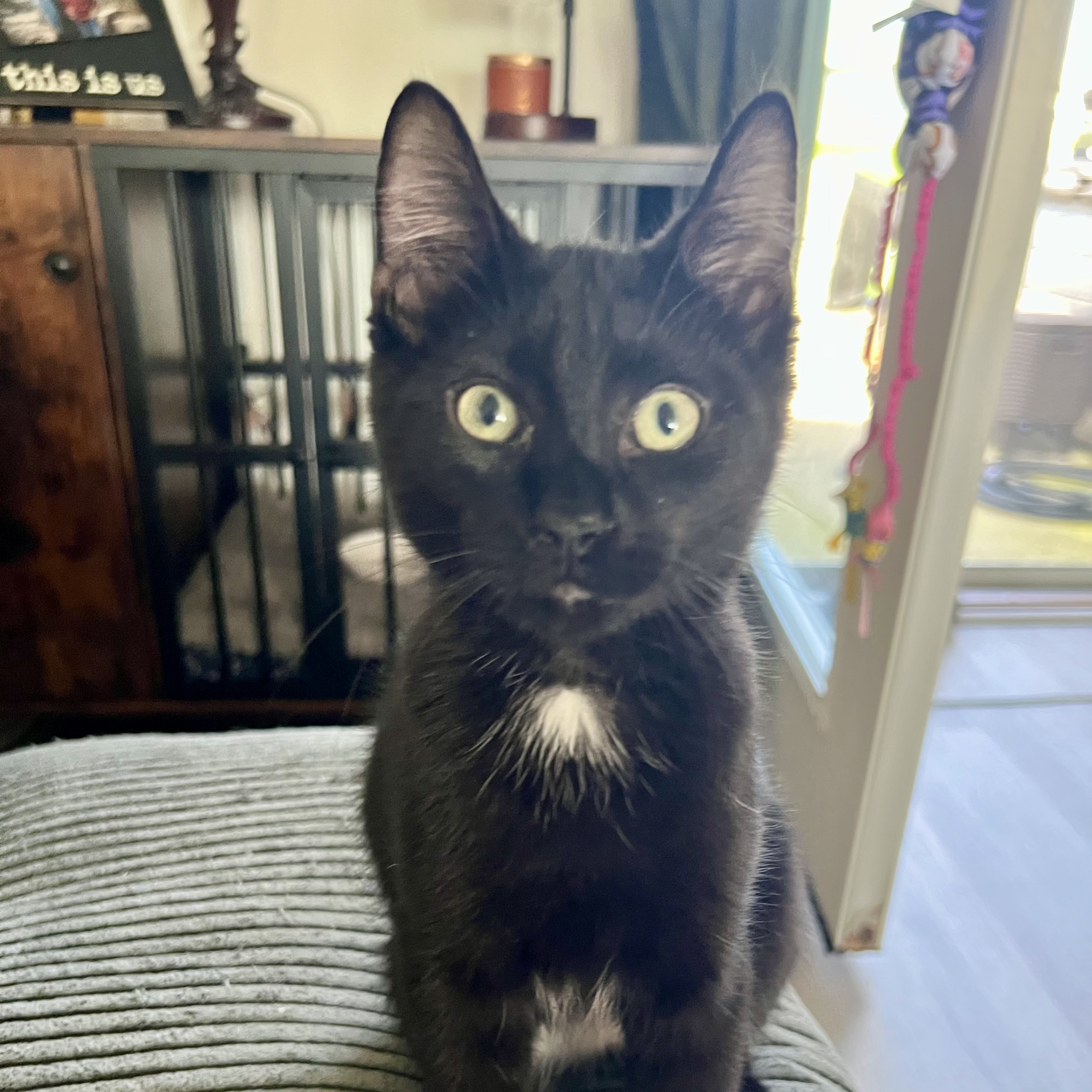 Enlarge Toblerone, an adoptable Domestic Short Hair in Lacona, NY image 5/6