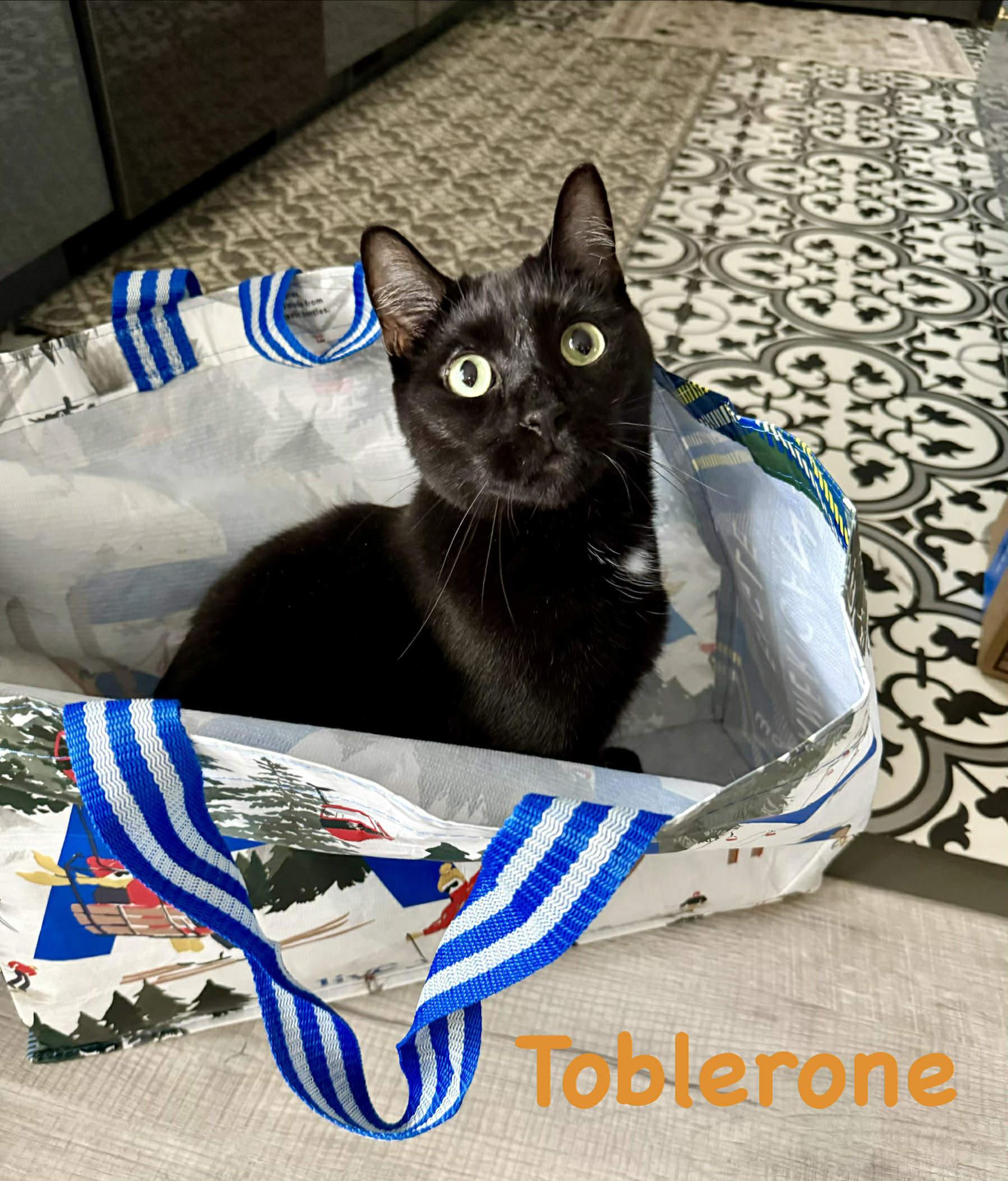 Toblerone, adoptable, Young Male Domestic Short Hair.