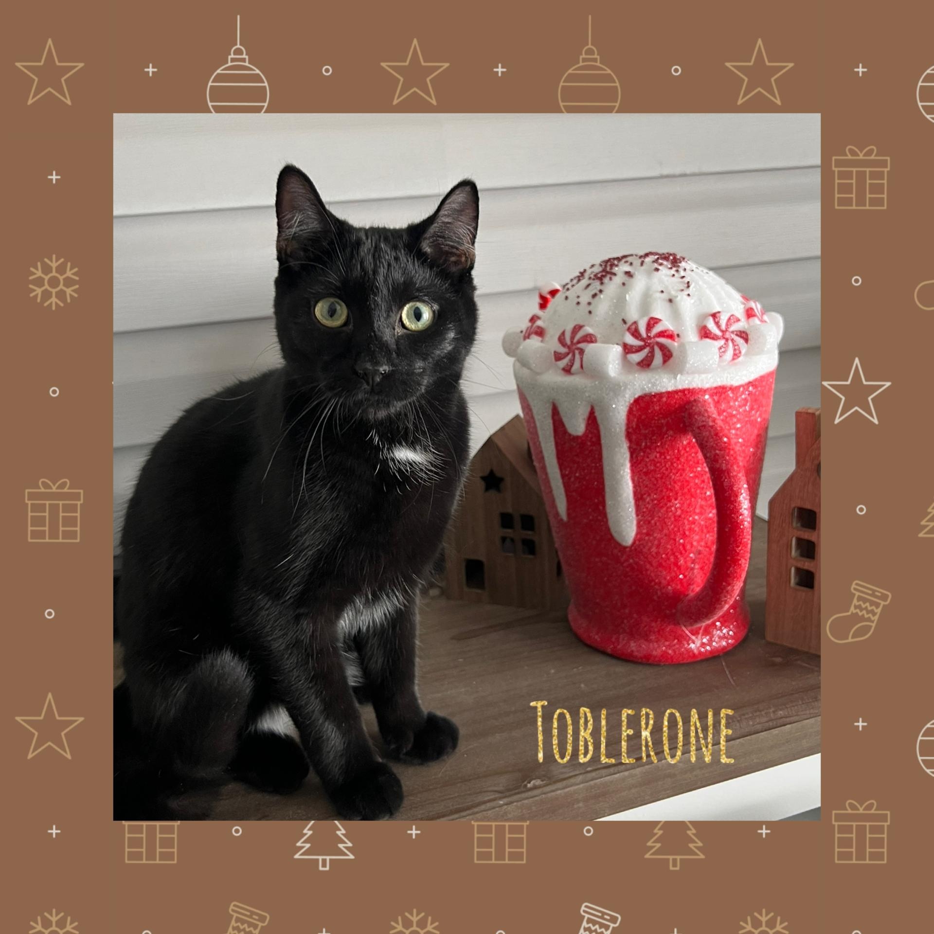 Enlarge Toblerone, an adoptable Domestic Short Hair in Lacona, NY image 2/6