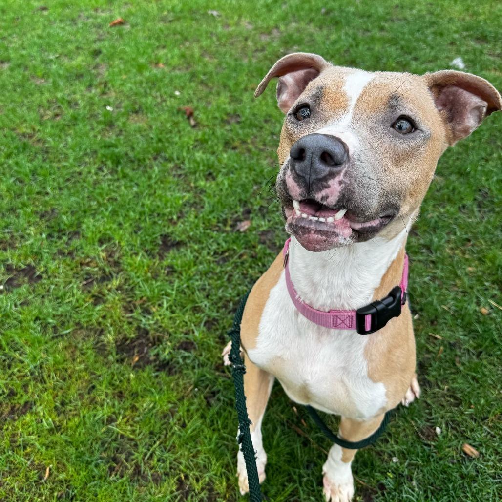 Enlarge Jackie, a Adoptable American Staffordshire Terrier in Grand Rapids, MI image 1/3