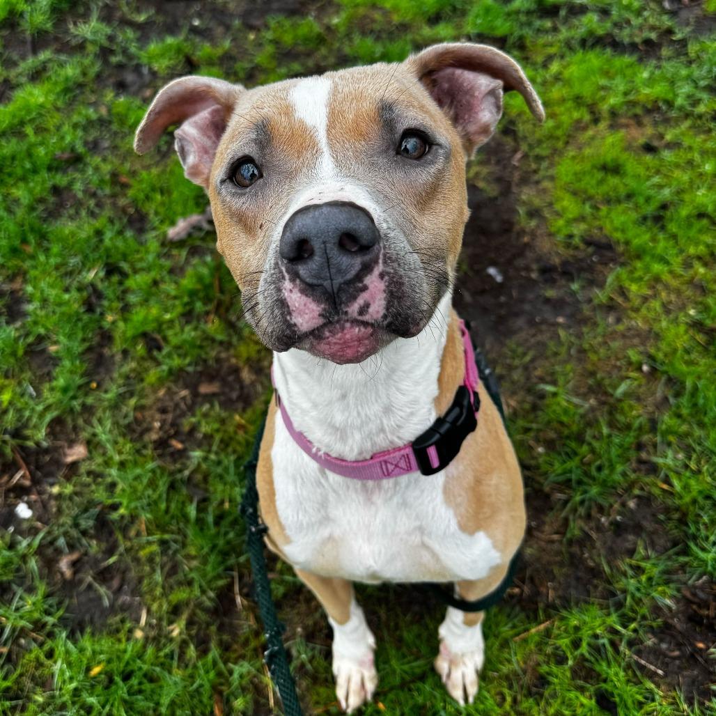 Enlarge Jackie, a Adoptable American Staffordshire Terrier in Grand Rapids, MI image 2/3