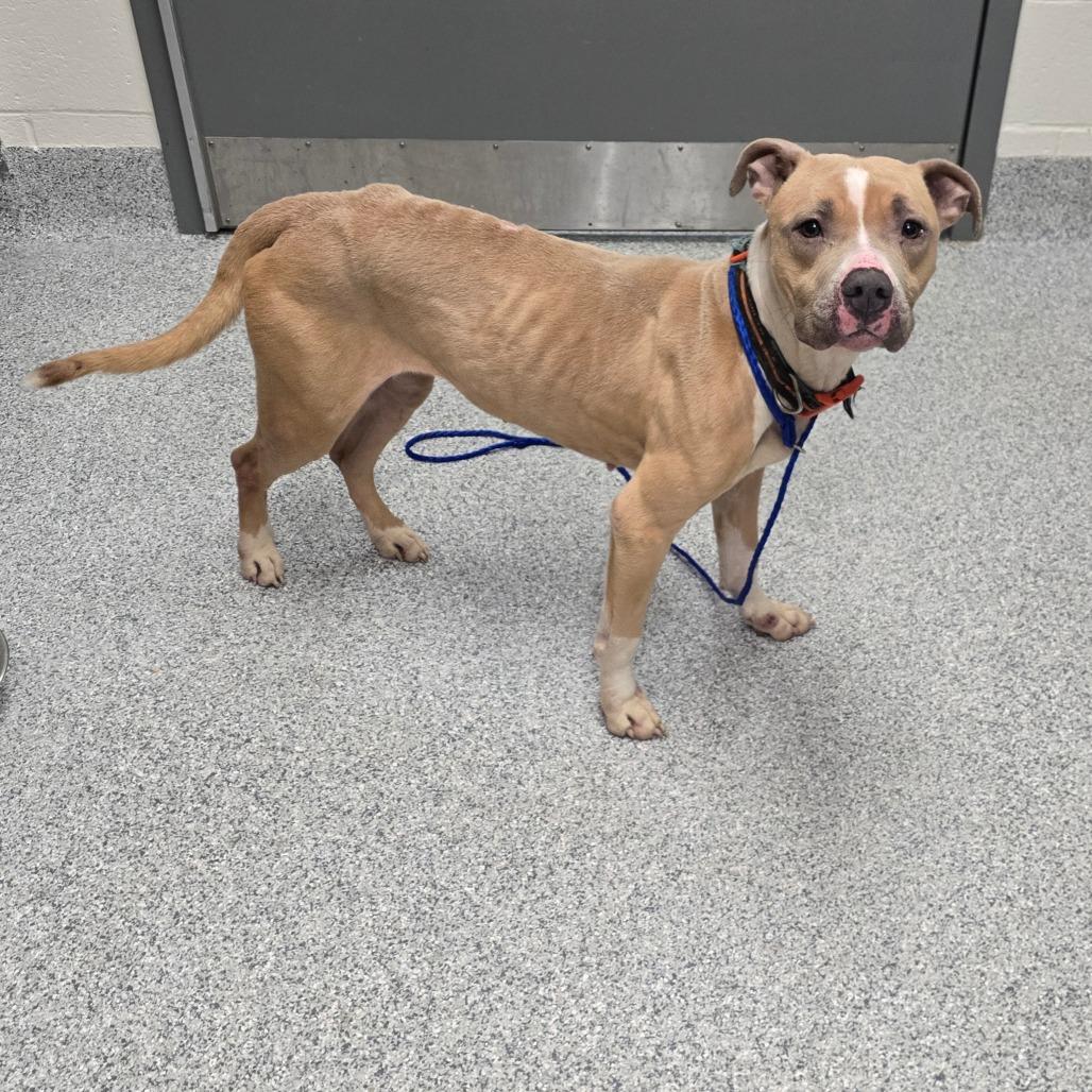 Enlarge Jackie, a Adoptable American Staffordshire Terrier in Grand Rapids, MI image 3/3