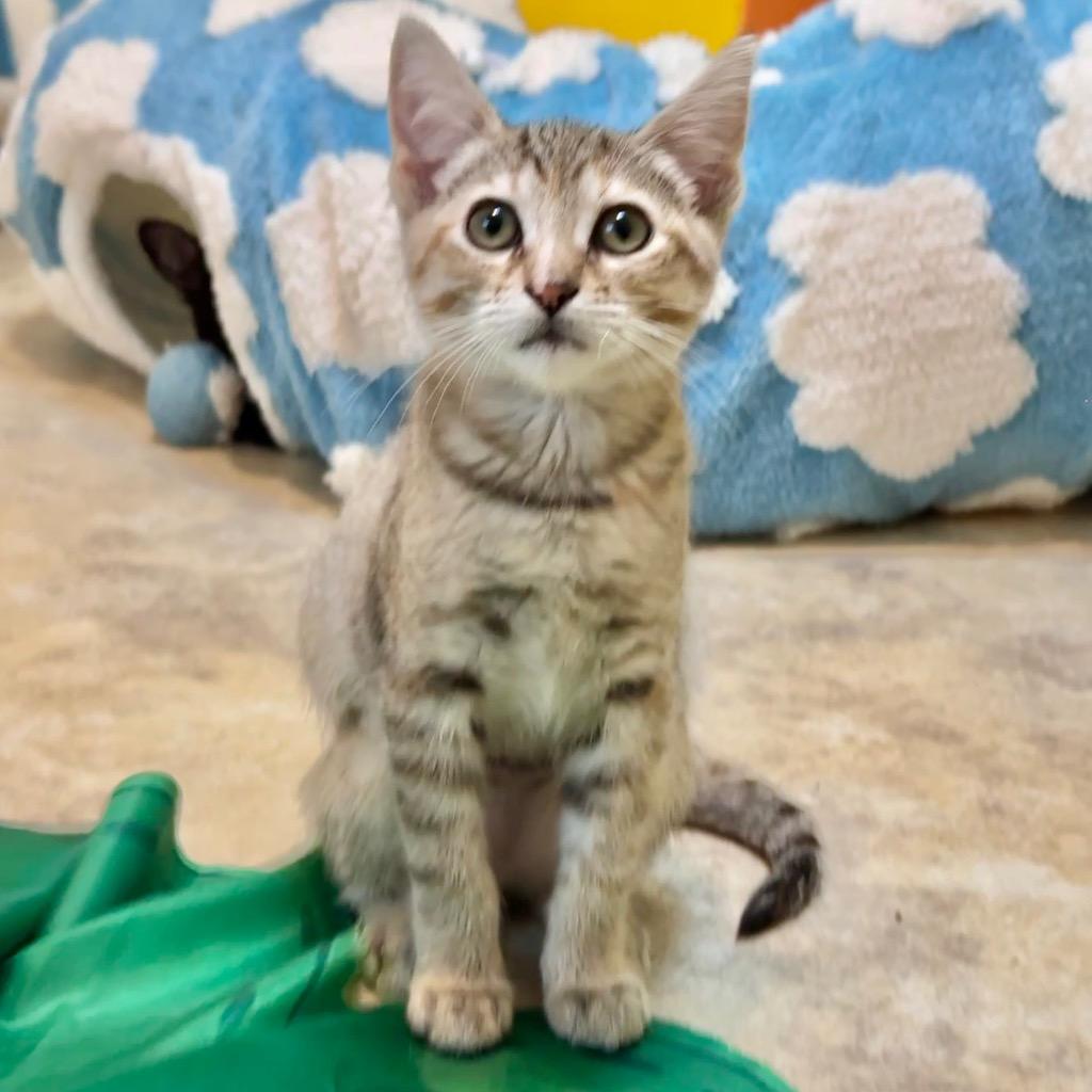 Natasha, Adopted, Kitten Female Domestic Short Hair.