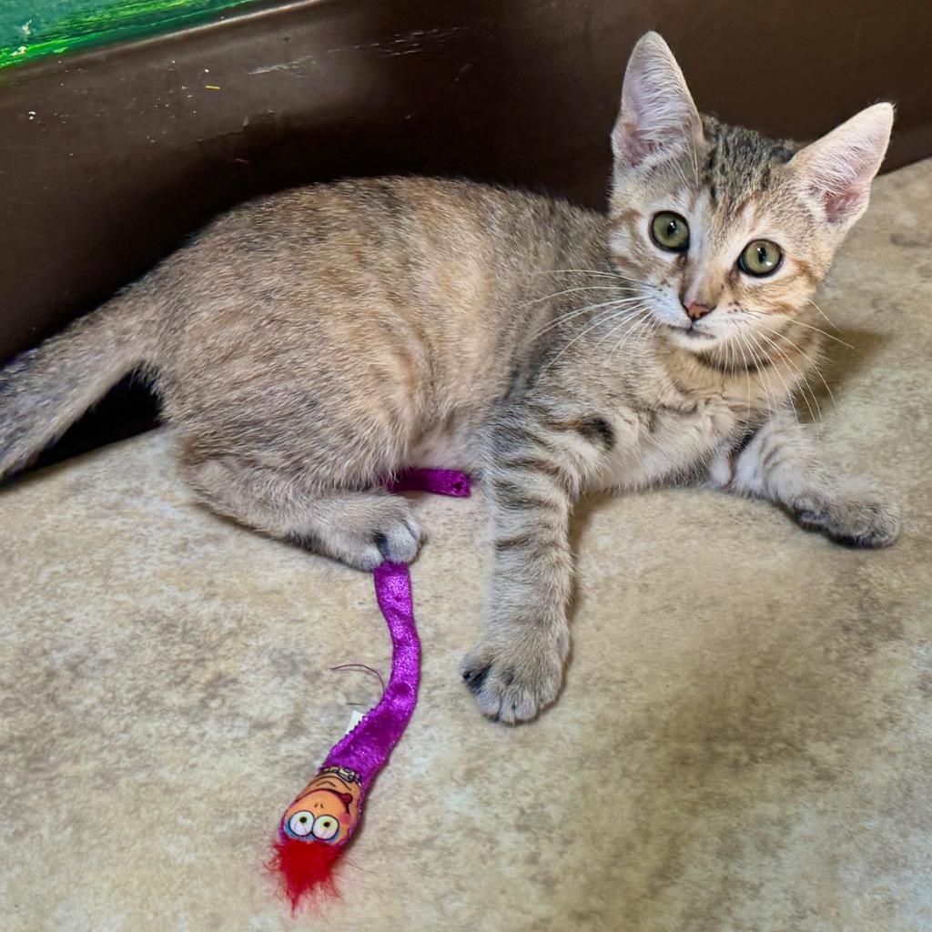 Enlarge Natasha, a Adopted mixed breed in Cambria, CA image 3/6