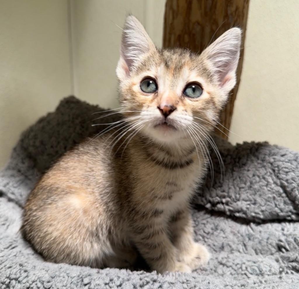 Enlarge Natasha, a Adopted mixed breed in Cambria, CA image 5/6