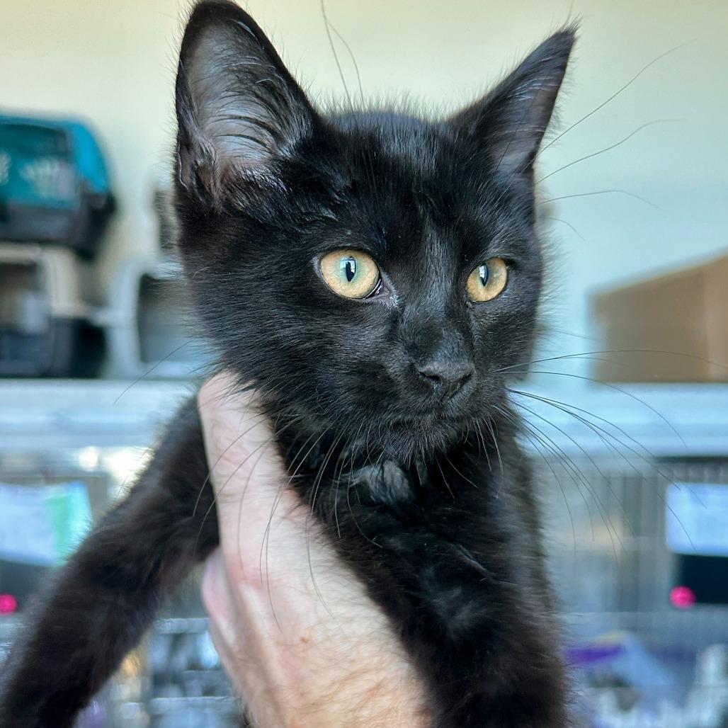 Binx, Adoptable, Kitten Male Domestic Medium Hair.