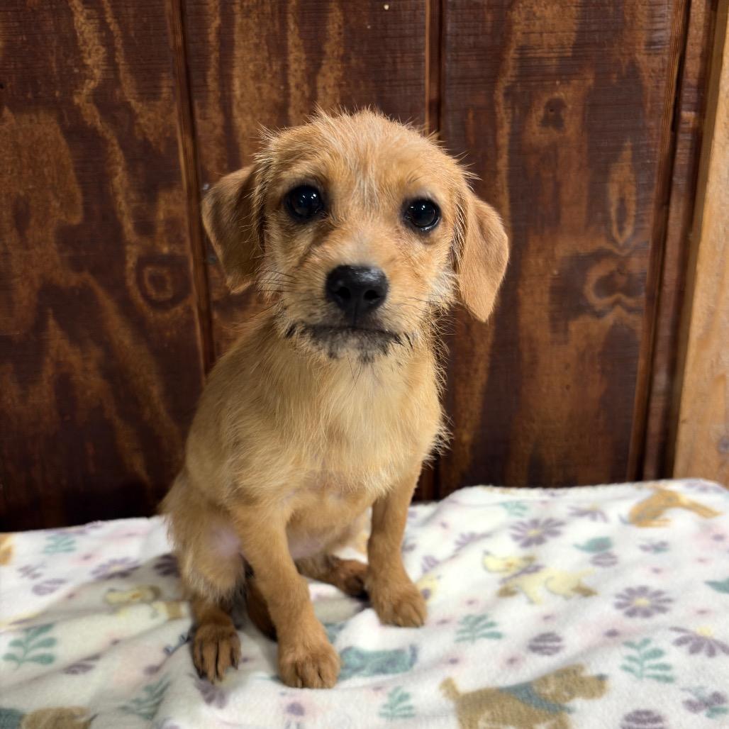Dawn, Adoptable, Puppy Female Wire Fox Terrier.