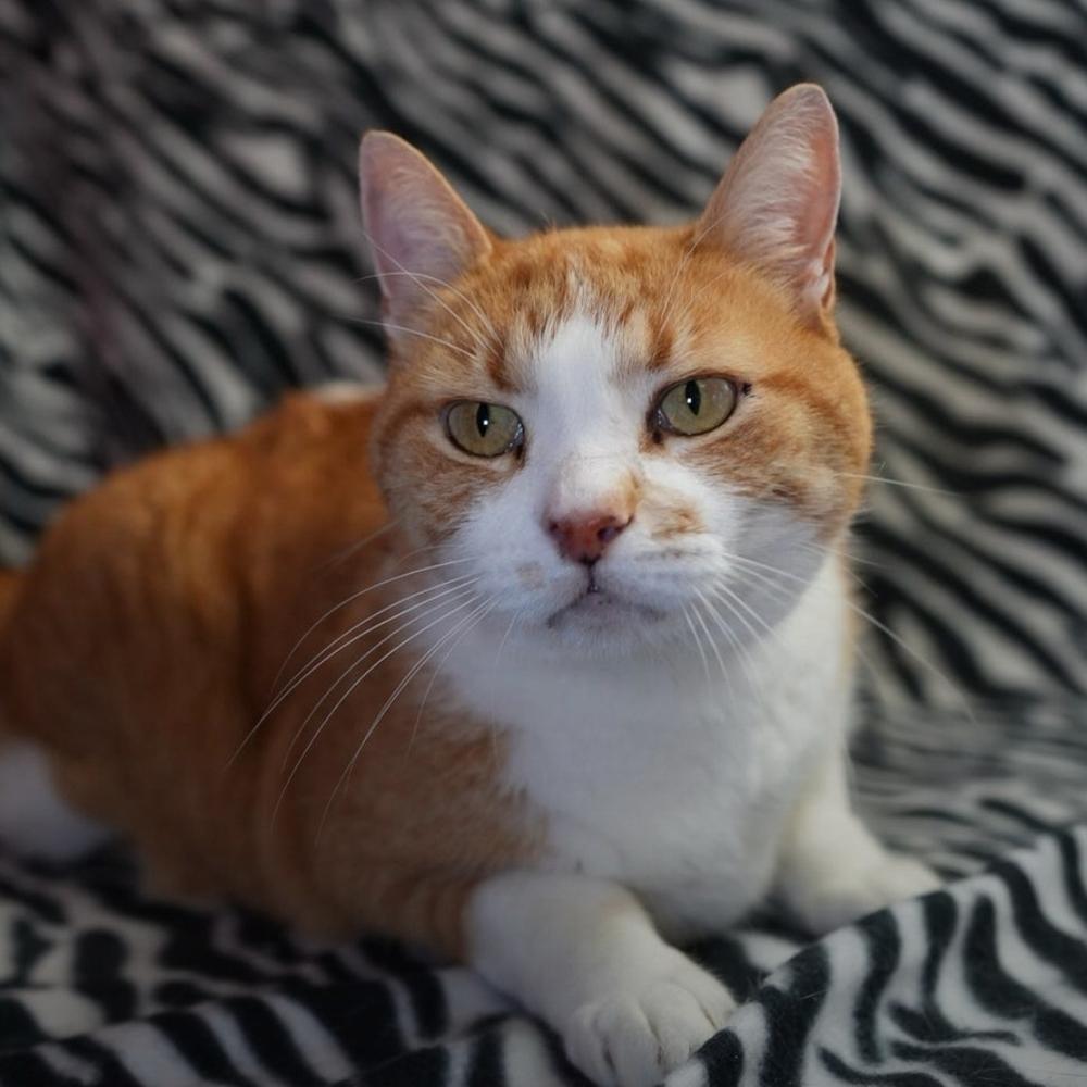 Sid, Adopted, Adult Male Domestic Short Hair.