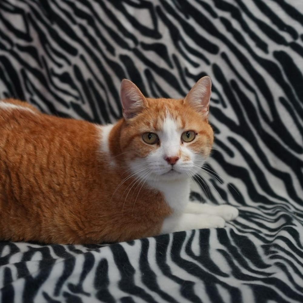 Enlarge Sid, a Adopted mixed breed in Wheaton, IL image 2/3