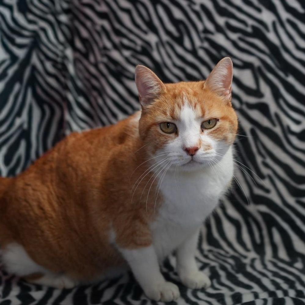 Enlarge Sid, a Adopted mixed breed in Wheaton, IL image 3/3