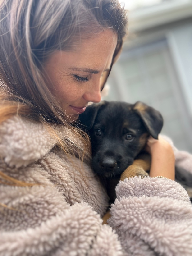 Belle, Adopted, Puppy Female German Shepherd Dog.