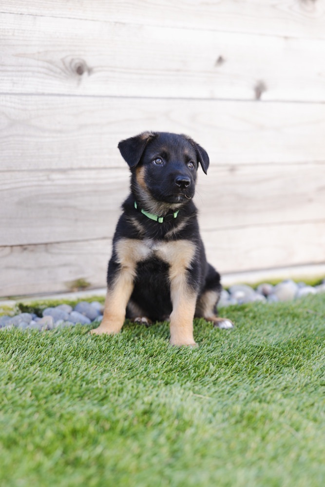 Enlarge Belle, a Adopted German Shepherd Dog in Malibu, CA image 2/4