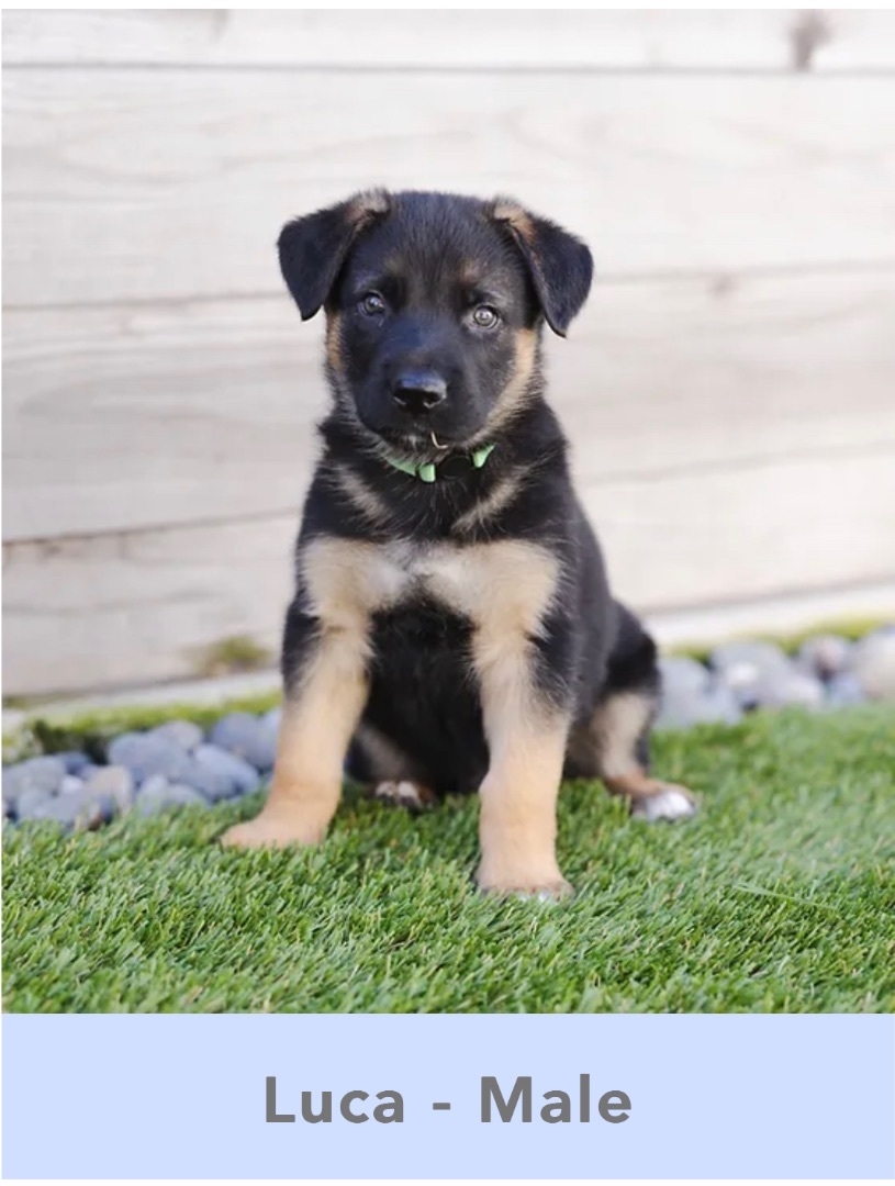 Enlarge Belle, a Adopted German Shepherd Dog in Malibu, CA image 4/4