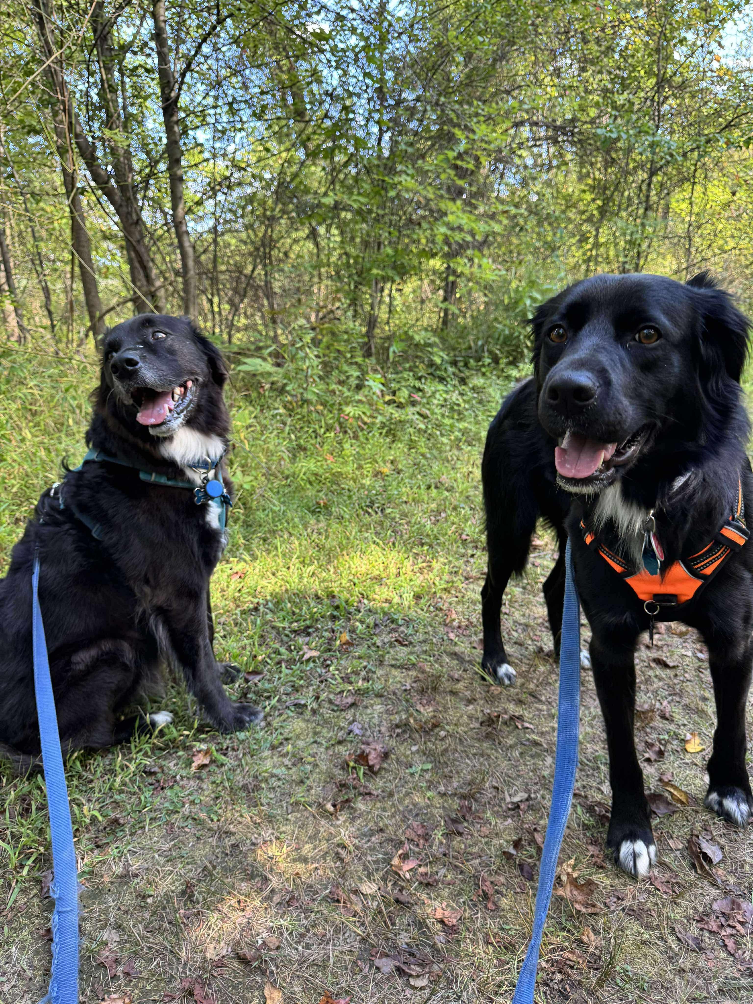 Enlarge Bart (Foster or Adopter Needed!), a Adoptable mixed breed in Westwood, NJ image 5/6