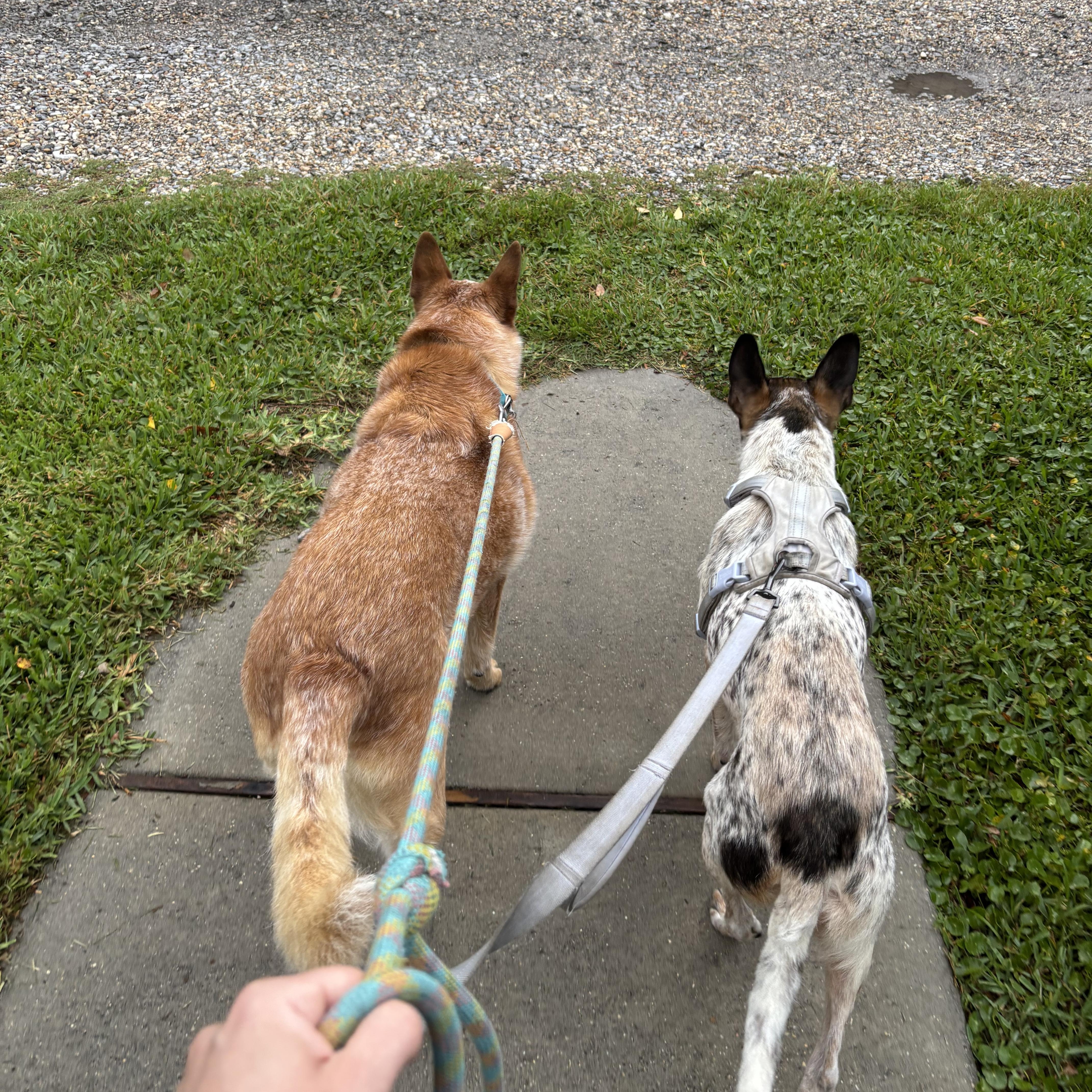Behr, a ADOPTABLE Australian Cattle Dog / Blue Heeler in New Orleans, LA image 5/6