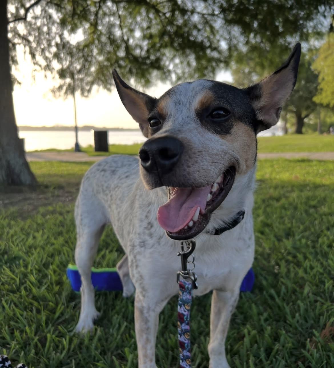 Behr, a Australian Cattle Dog / Blue Heeler