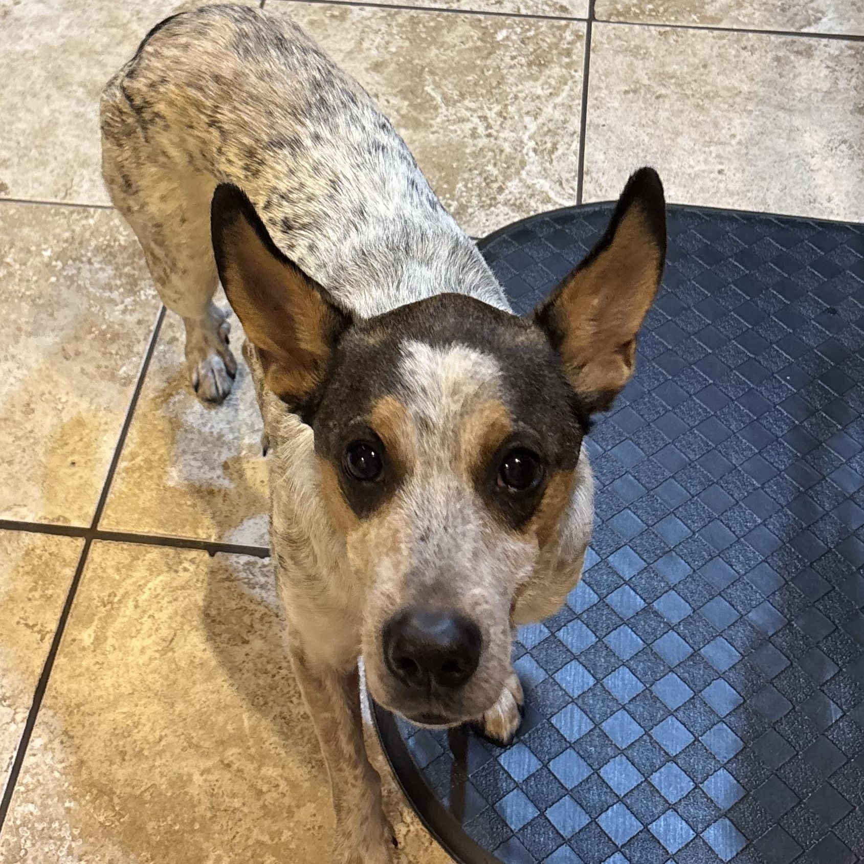 Behr, a ADOPTABLE Australian Cattle Dog / Blue Heeler in New Orleans, LA image 2/6
