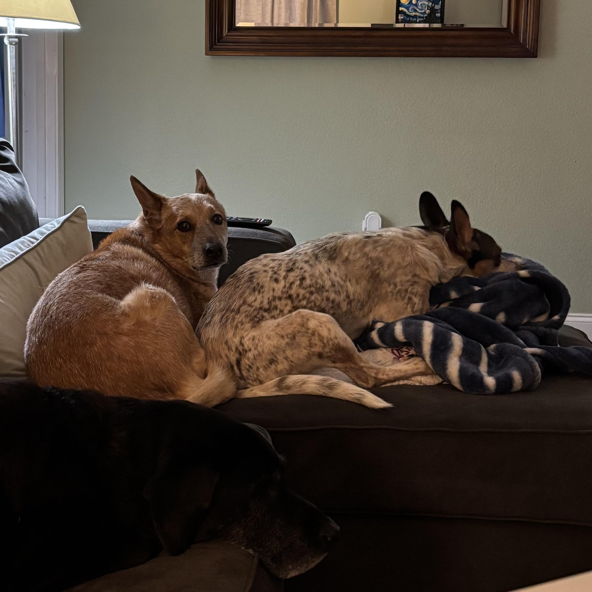 Behr, a ADOPTABLE Australian Cattle Dog / Blue Heeler in New Orleans, LA image 4/6