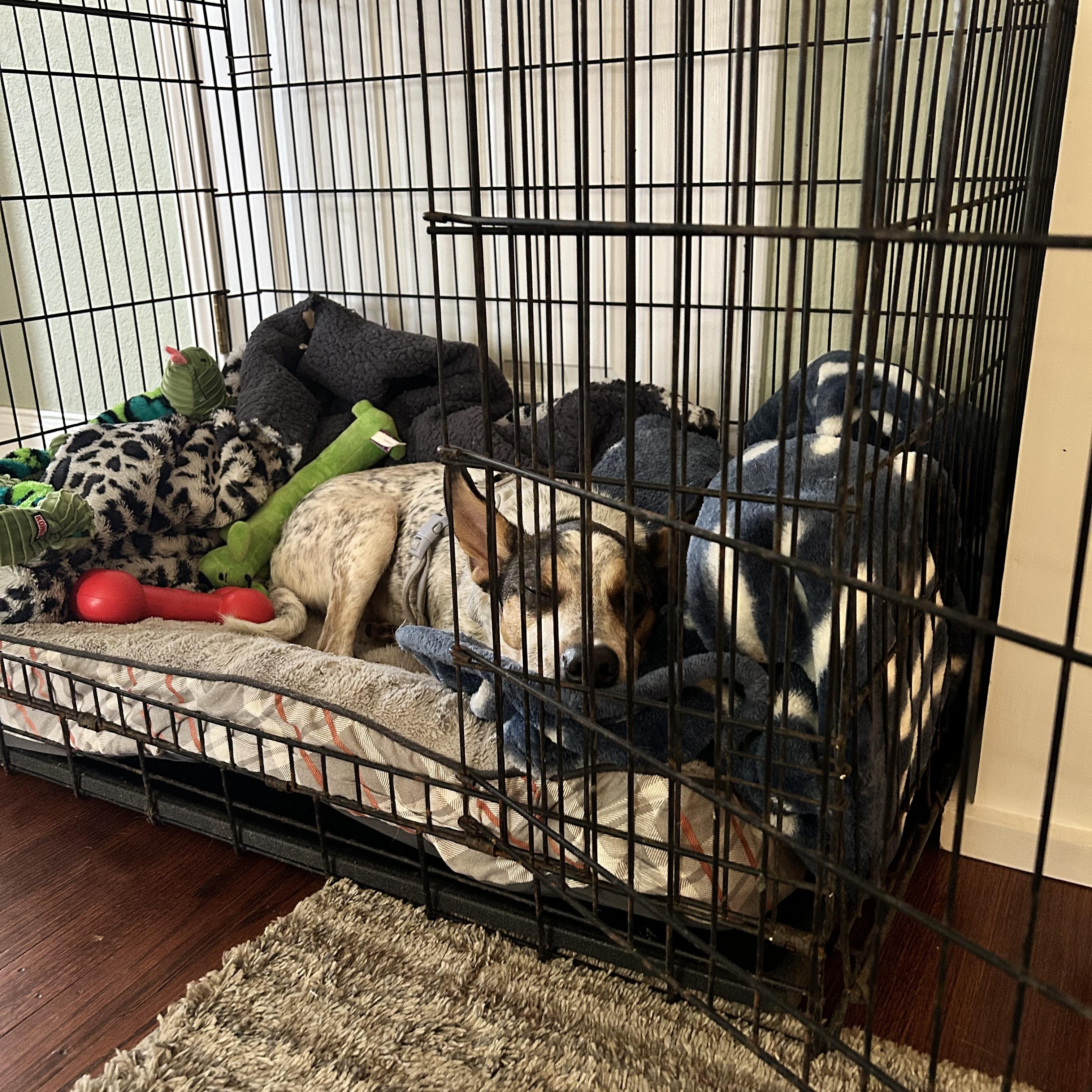 Behr, a ADOPTABLE Australian Cattle Dog / Blue Heeler in New Orleans, LA image 3/6