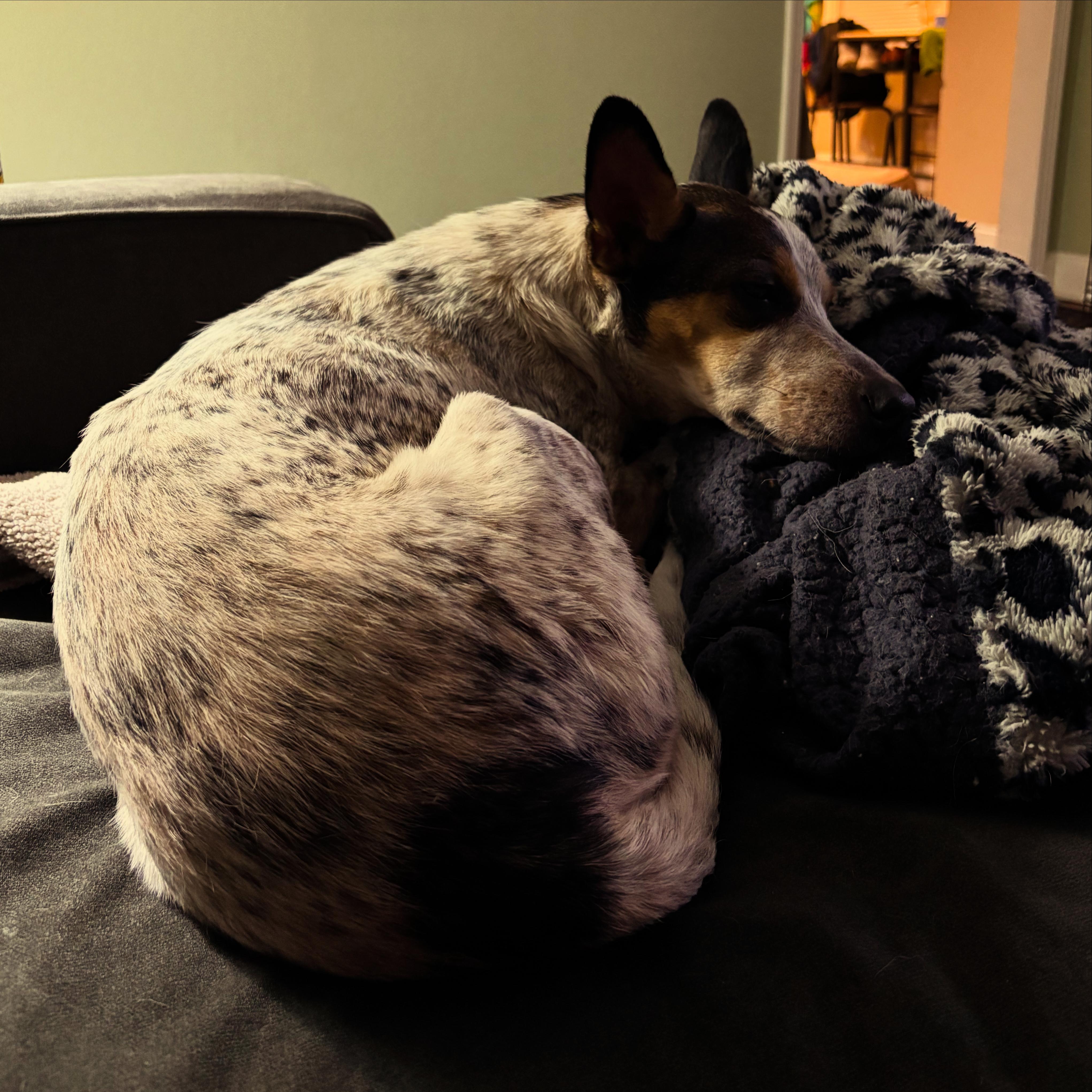 Behr, a ADOPTABLE Australian Cattle Dog / Blue Heeler in New Orleans, LA image 6/6