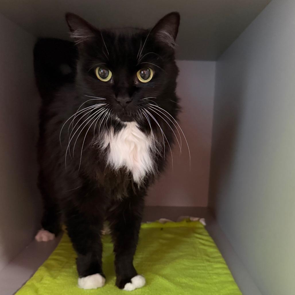 Enlarge Tuxie, a Adoptable Domestic Long Hair in Sarasota, FL image 1/4