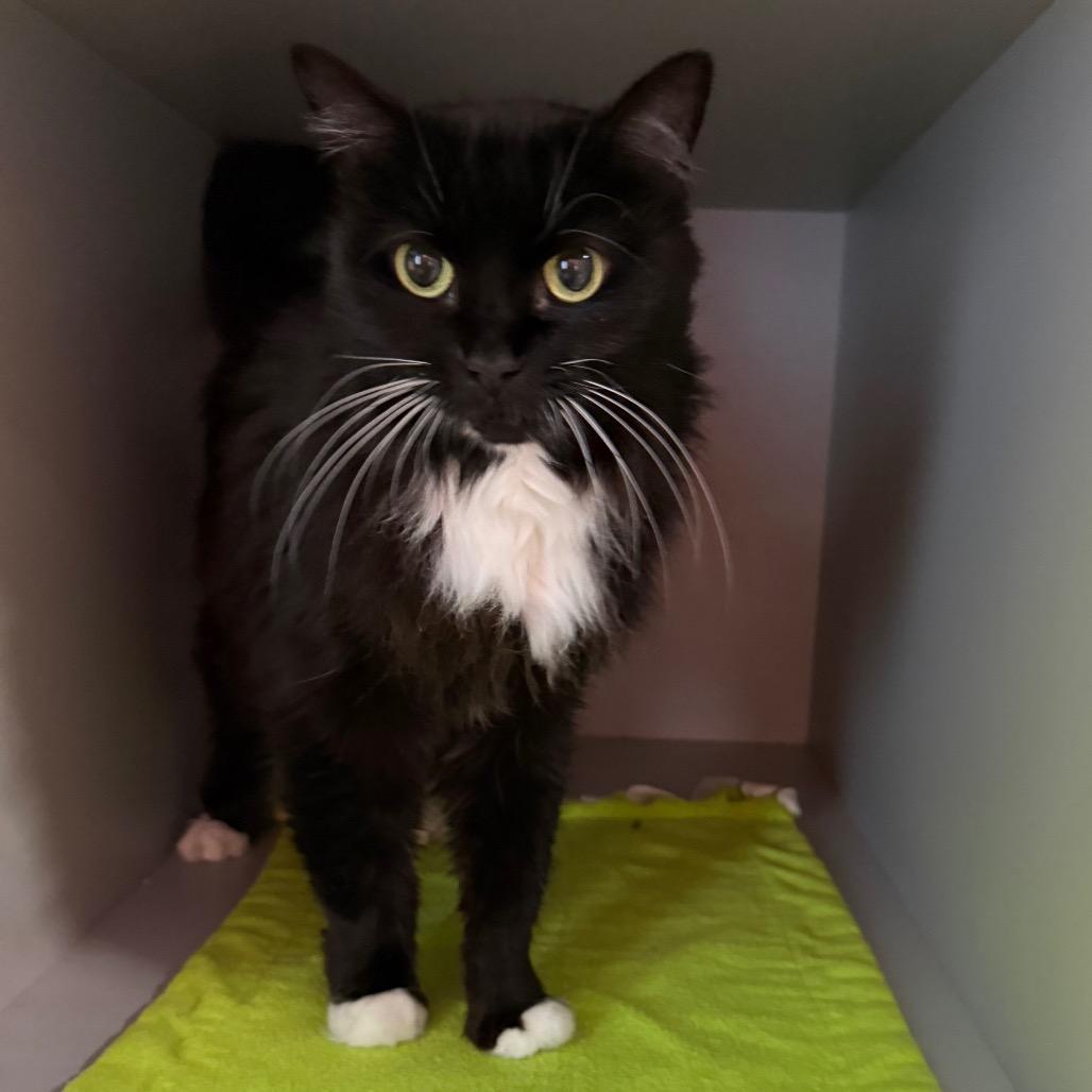 Enlarge Tuxie, a Adoptable Domestic Long Hair in Sarasota, FL image 2/4