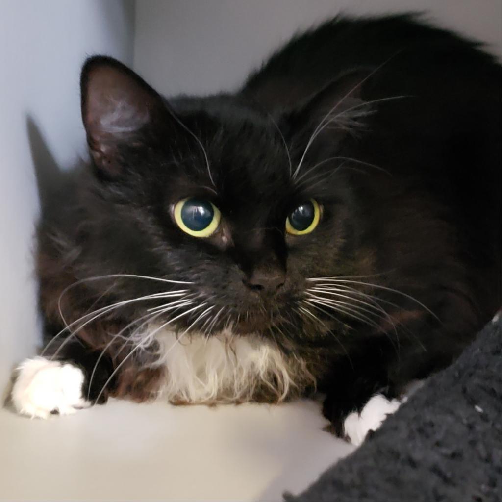 Enlarge Tuxie, a Adoptable Domestic Long Hair in Sarasota, FL image 1/2